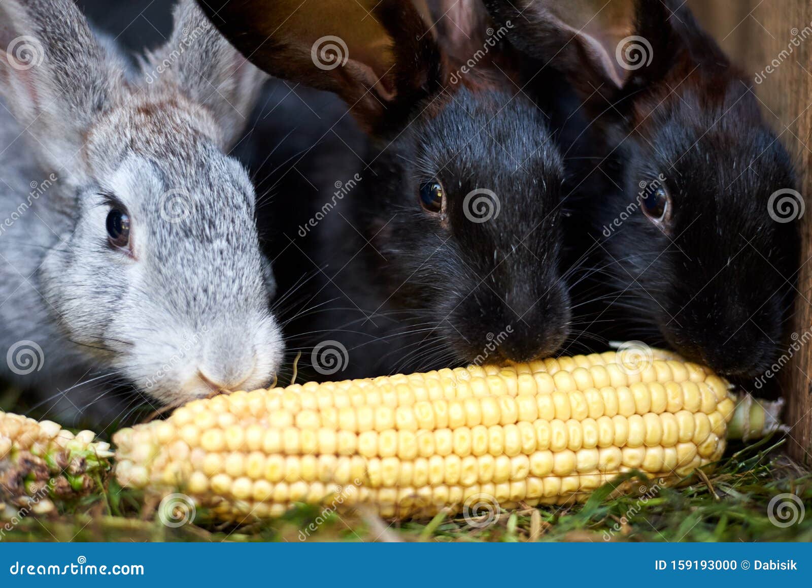 玉米嫩兔图片素材-编号40066646-图行天下