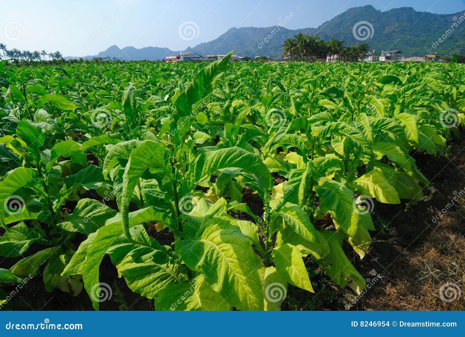 凉山烟草王长青 凉山烟草保险