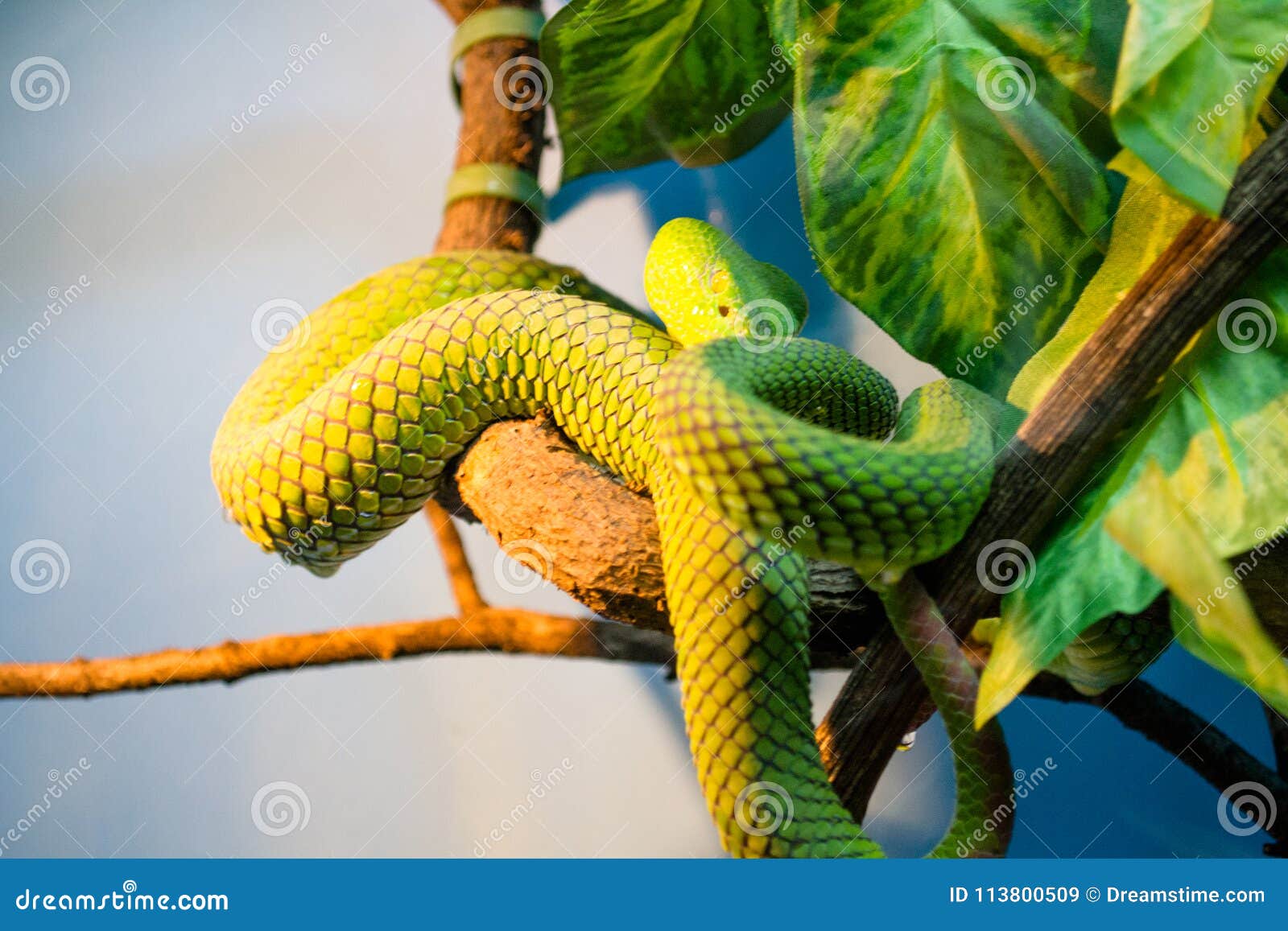 照片毒翠青蛇， koufa. 白有腿的koufa，热带蛇，一条大翠青蛇，加法器，一只鳞状爬行动物