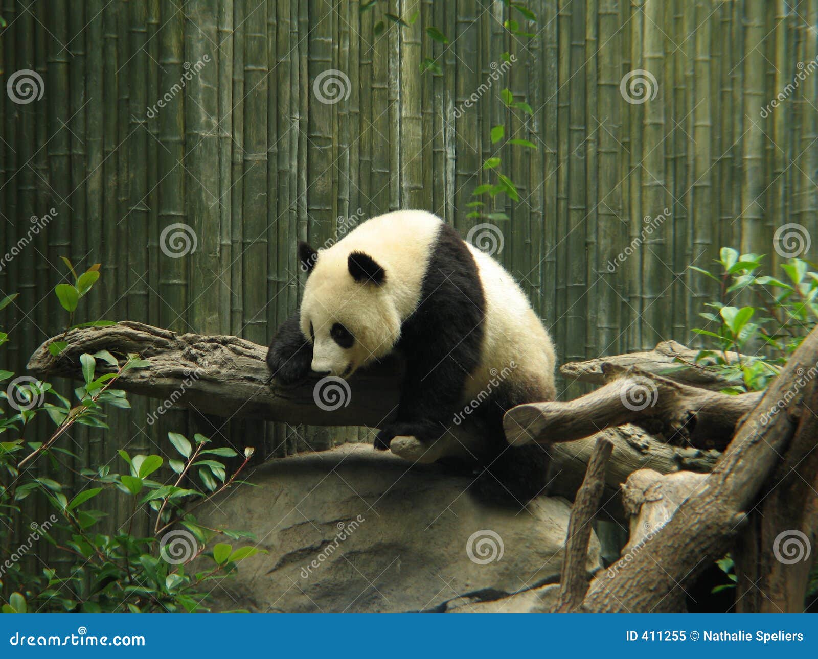 熊熊猫 库存图片. 图片 包括有 动物学, 可爱, 爱拥抱, 种类, 聚会所, 哺乳动物, 动物园, 危及 - 2394853