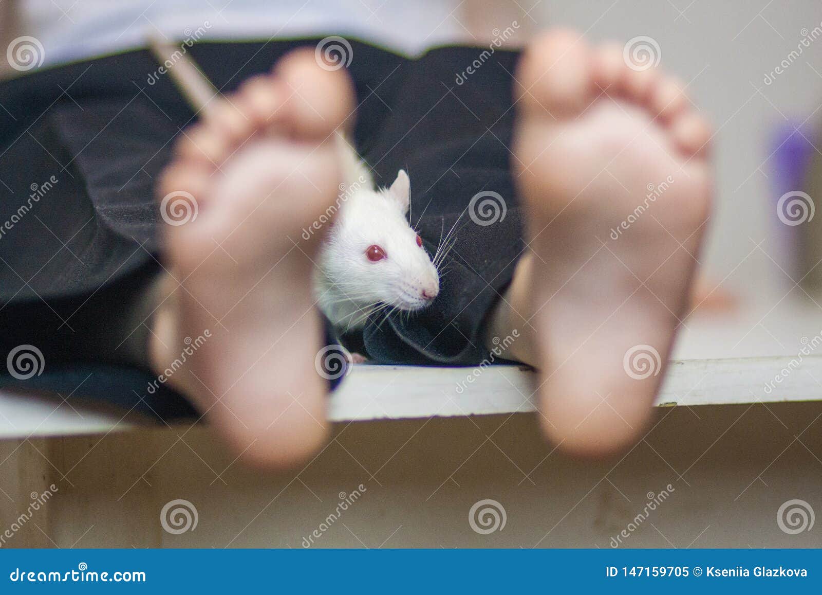 爬行在孩子的脚的白色鼠 老鼠坐一个小男孩的膝部 库存图片. 图片 包括有 背包, 装饰, 害虫, 英尺 147159705