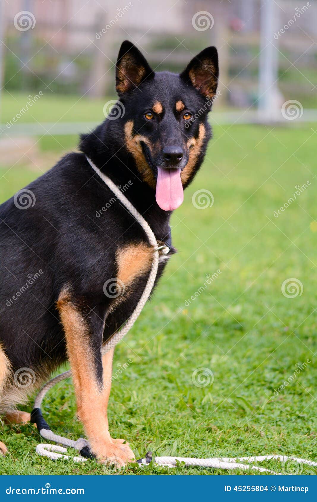 爱斯基摩狗德国牧羊犬十字架坐在公园的品种狗