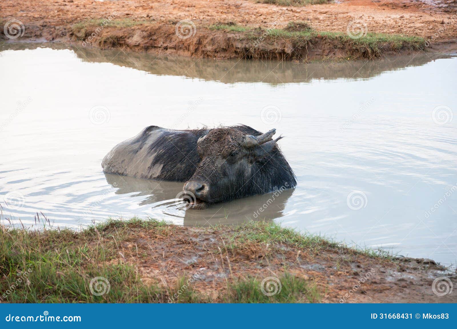 Water Buffalo 库存图片. 图片 包括有 本质, 哺乳动物, 公园, 食草, 国家, 淹没 31668431