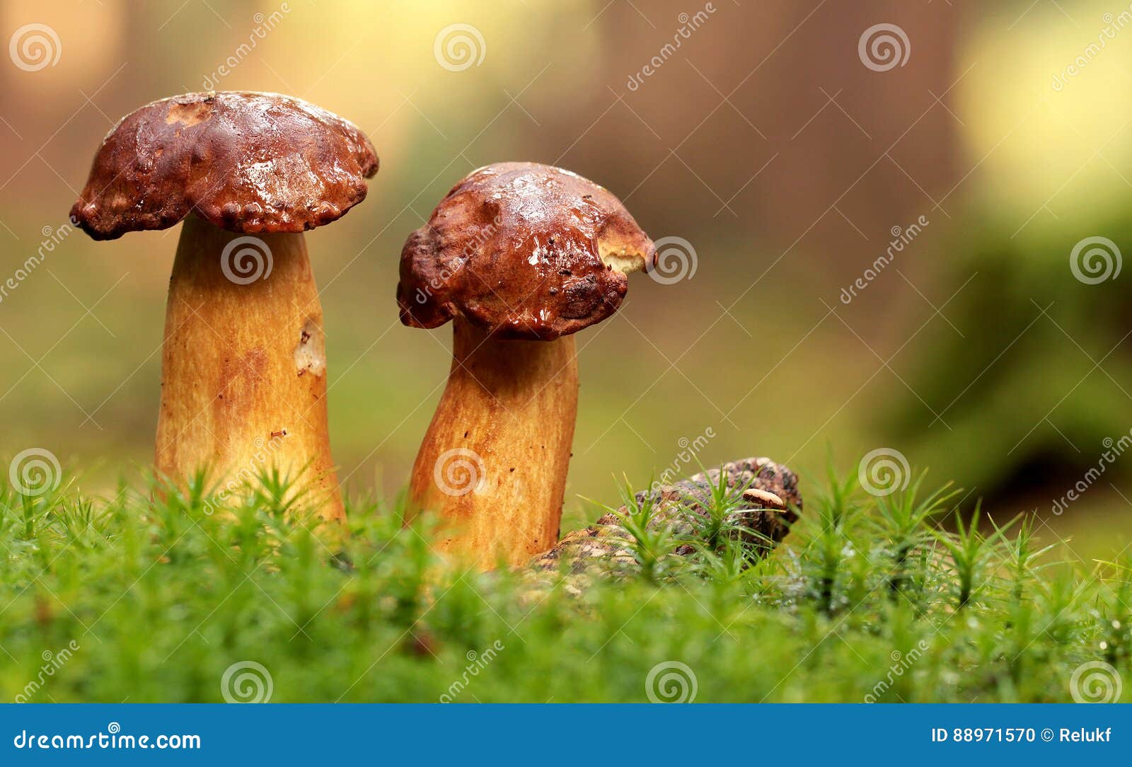 图片素材 : 森林, 餐饮, 生产, 椰子, 牛肝菌蘑菇, 可食用的蘑菇, shiitake, 药用蘑菇, 便士包 3665x2364 ...