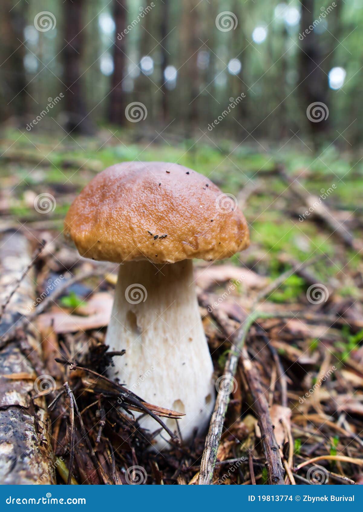 蘑菇洋葱烤面包 库存图片. 图片 包括有 制动手, 意大利, 巴西, 酥脆, 蘑菇, 特写镜头, 洋葱 - 187764775