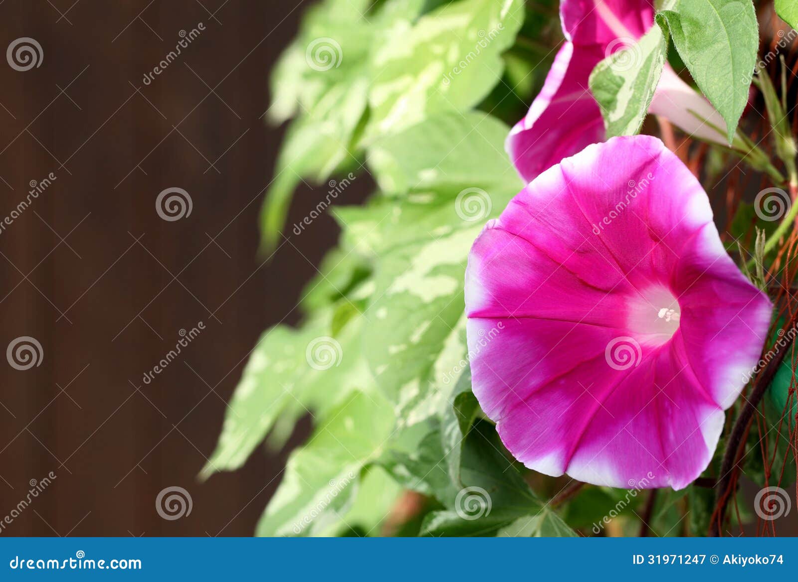 关闭红色牵牛花花，黑暗的背景　