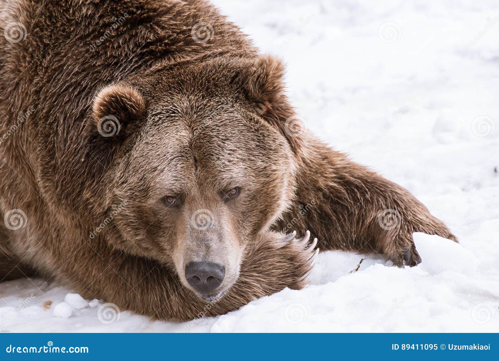 特写镜头北美灰熊在与雪生活styleeat戏剧冷颤的冬天. 特写镜头北美灰熊在雪的冬天
