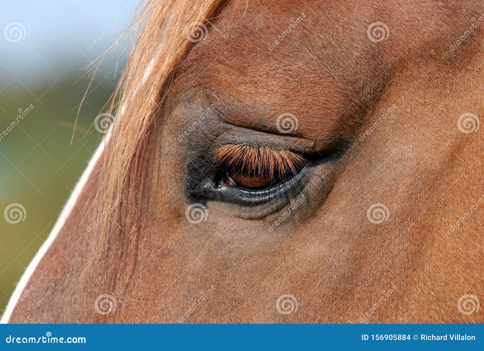How Horses See: Ultimate Horse Eyesight Guide – Just for my Horse