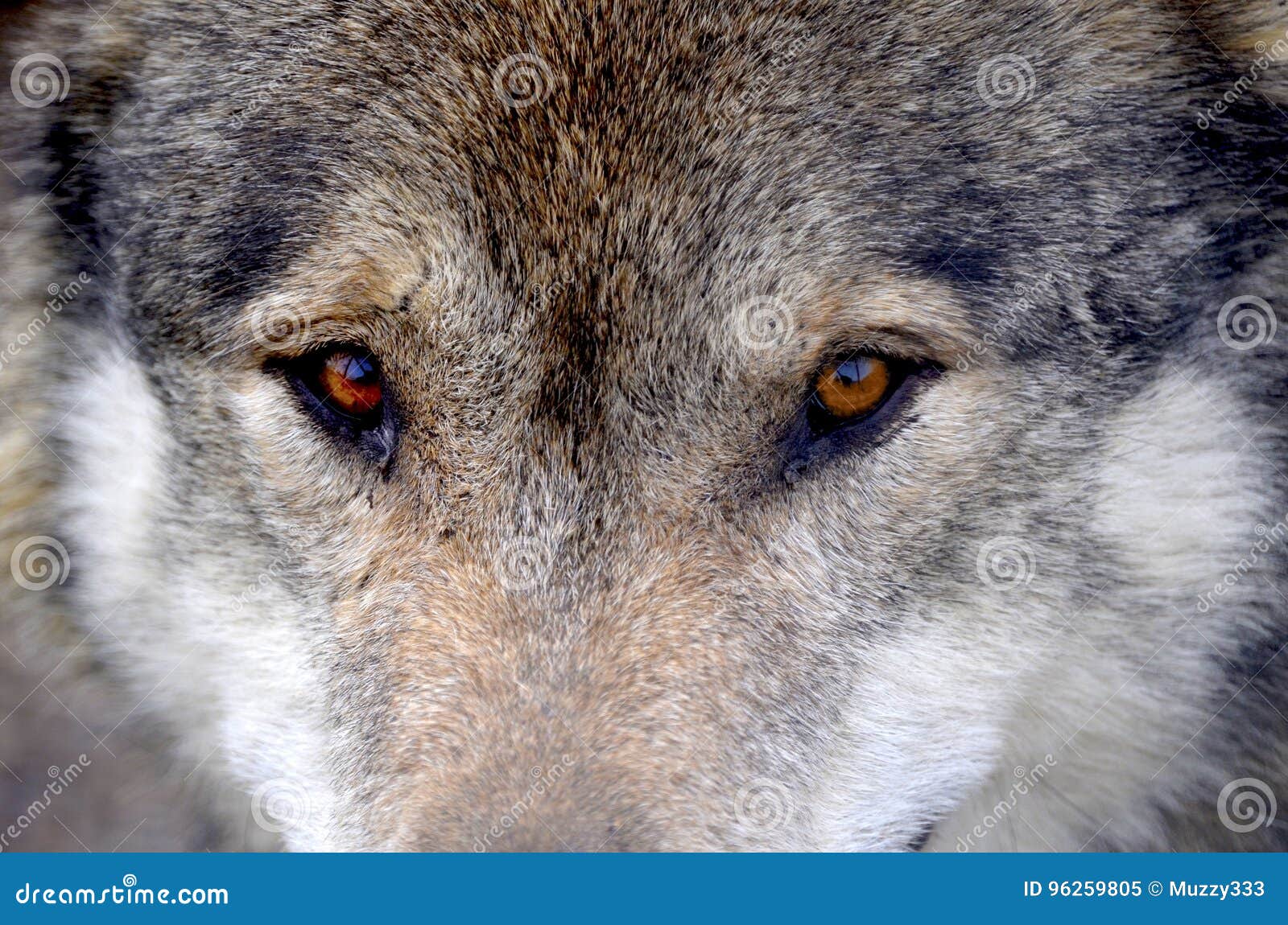在狼的眼睛里永远看不到失败的气馁_哔哩哔哩_bilibili