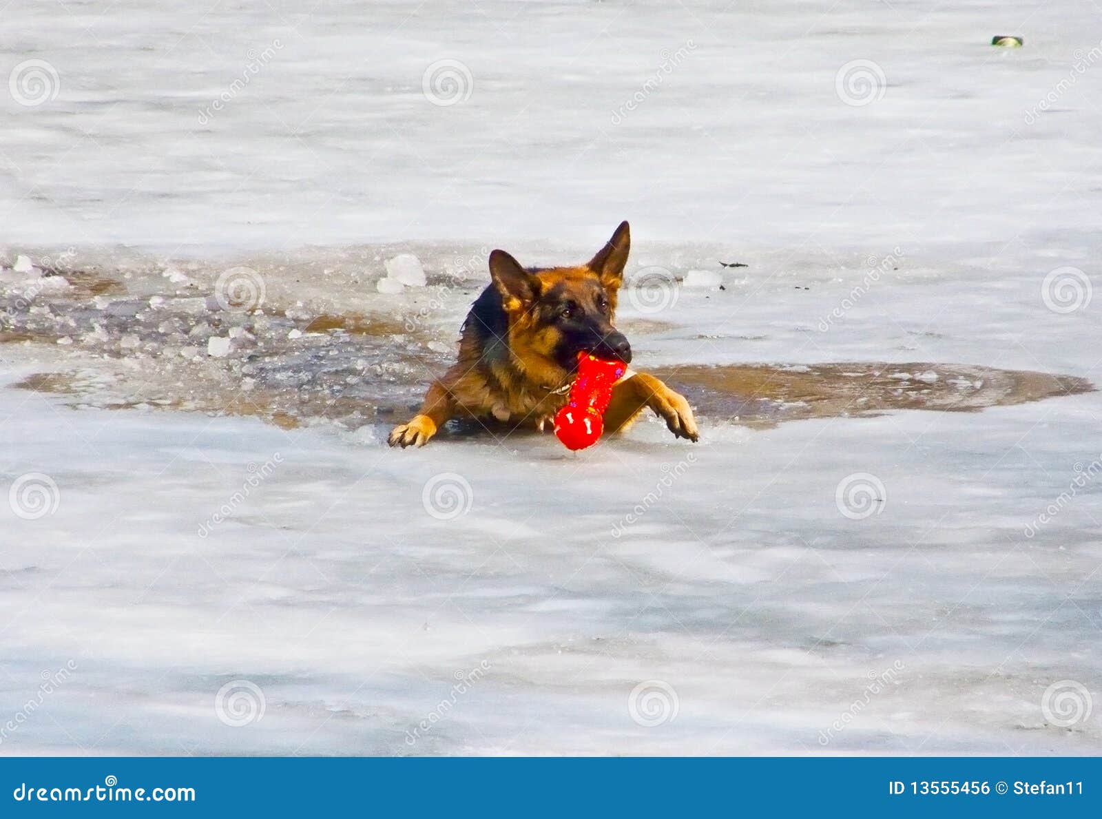狗不幸的人水. 狗落冰流玩具下
