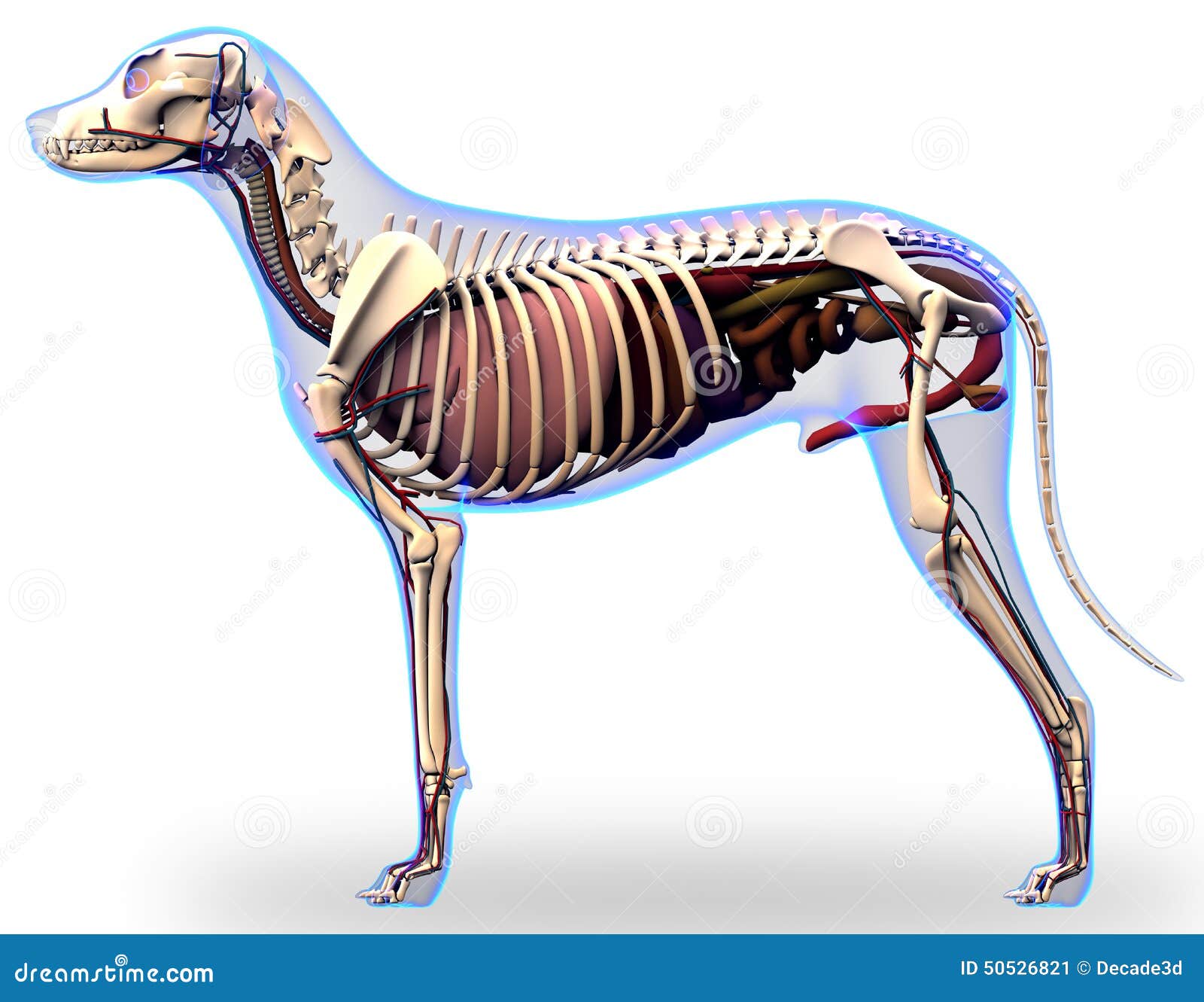 犬解剖图源文件__室内广告设计_广告设计_源文件图库_昵图网nipic.com