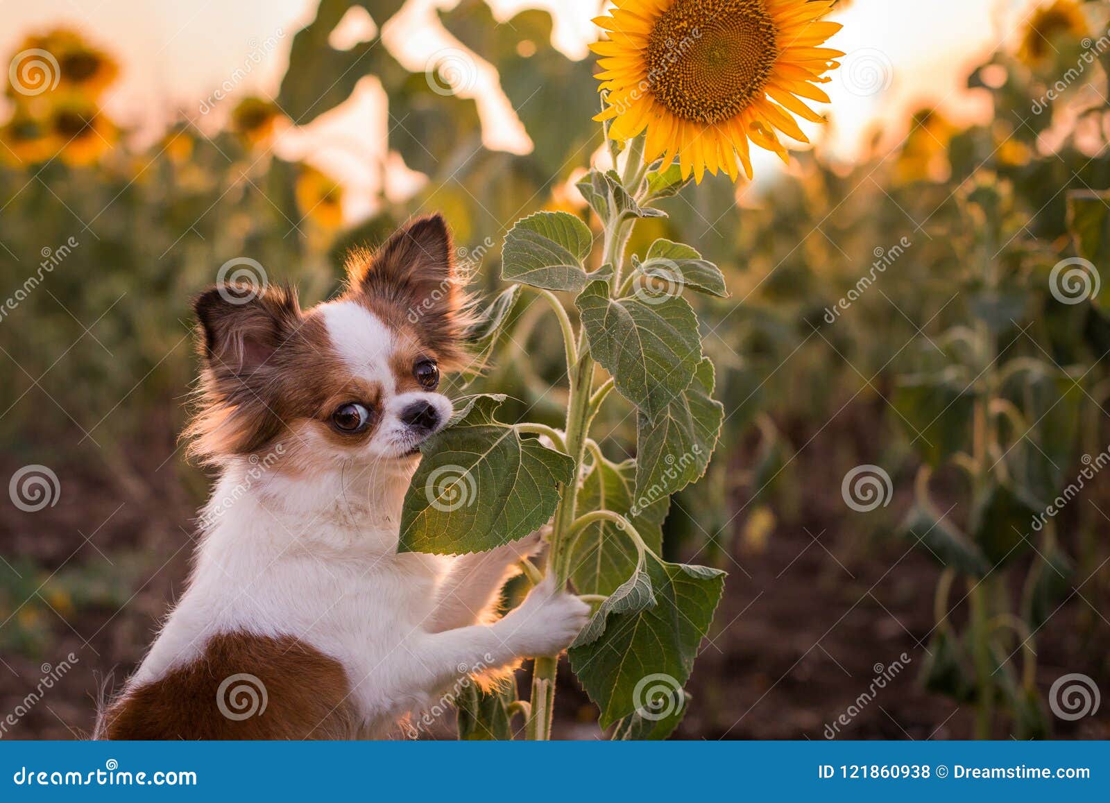 摆在向日葵前面的狗 库存图片. 图片 包括有 似犬, 特写镜头, 摆在, 斯塔福郡, 绿色, 哺乳动物, 逗人喜爱 - 76375413