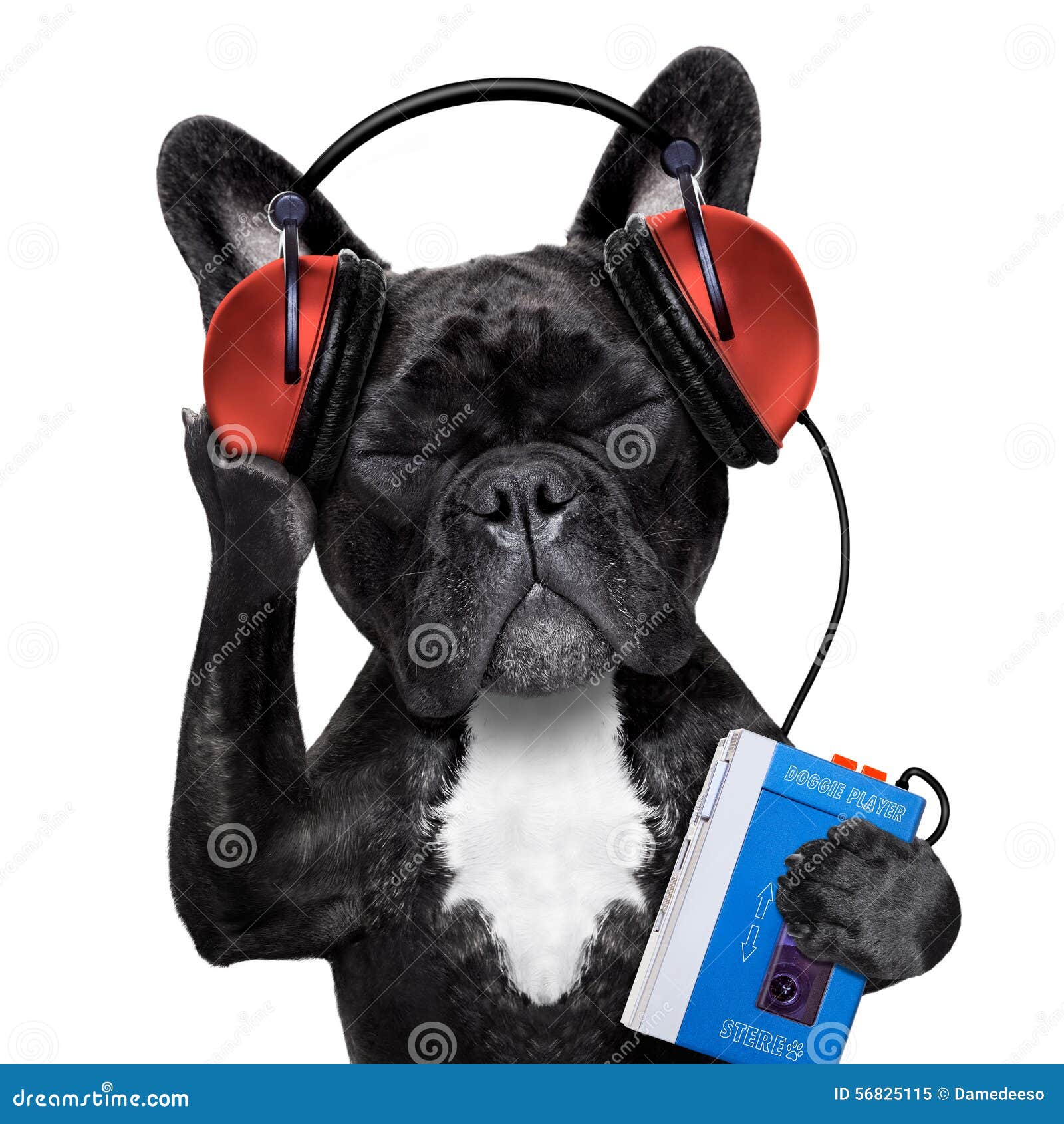 与耳机的狗 背景查出的白色 库存照片. 图片 包括有 前面, 滑稽, 纯血统, 耳机, 猎犬, 查出, 哺乳动物 - 53025066