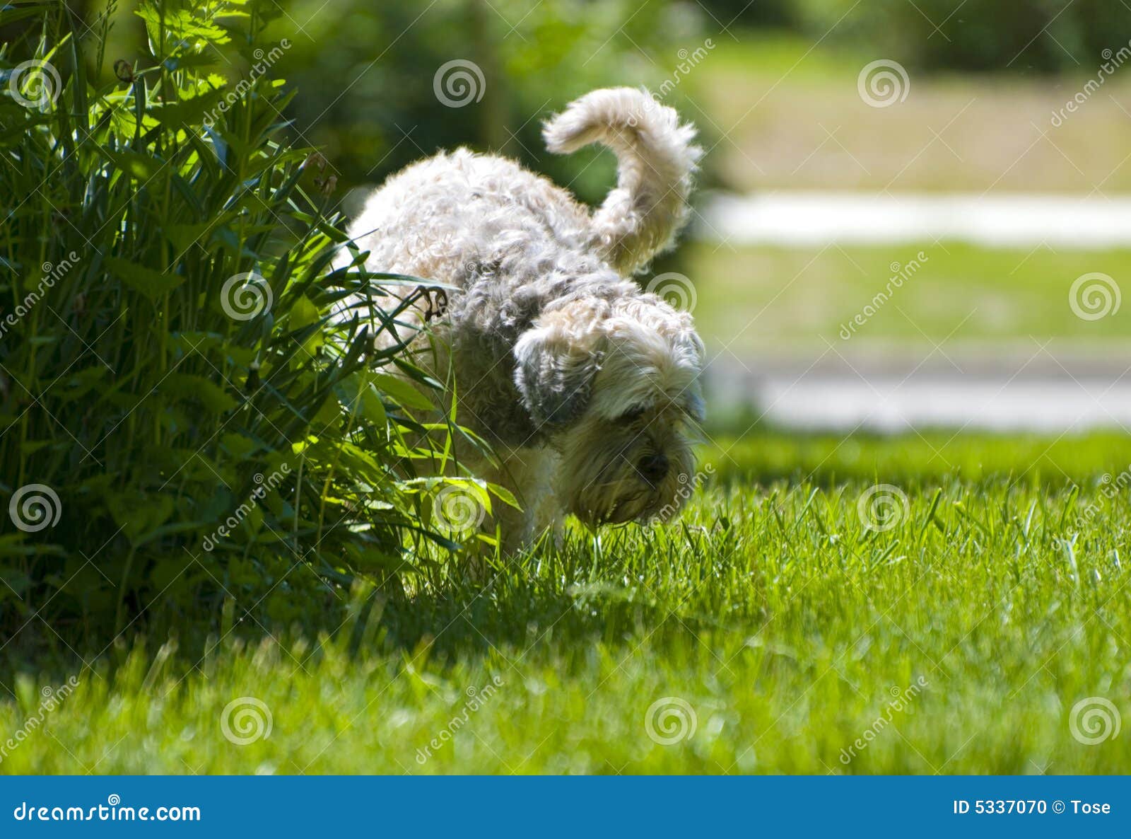 Not Dirty Sign向量圖形及更多尿液圖片 - 尿液, 狗, 小便 - iStock