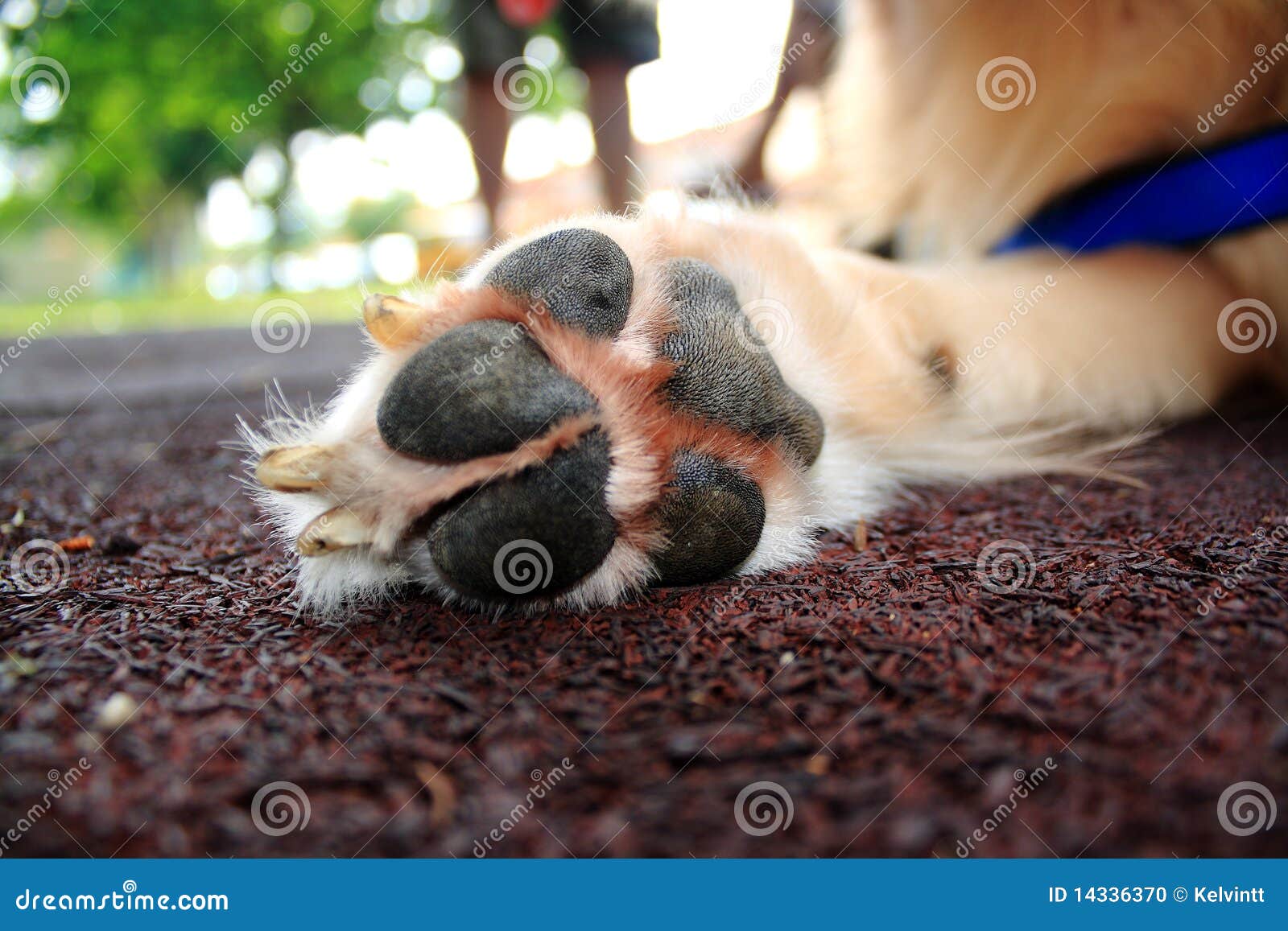 狗爪子特写镜头 在地毯的白色杂种犬的爪子 白色狗爪子宏指令 库存图片 - 图片 包括有 本质, 背包: 137657017