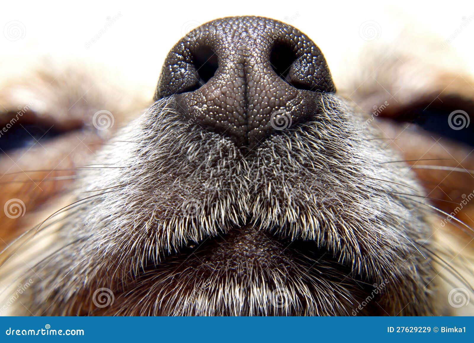 狗 鼻子 家畜 - Pixabay上的免费照片 - Pixabay