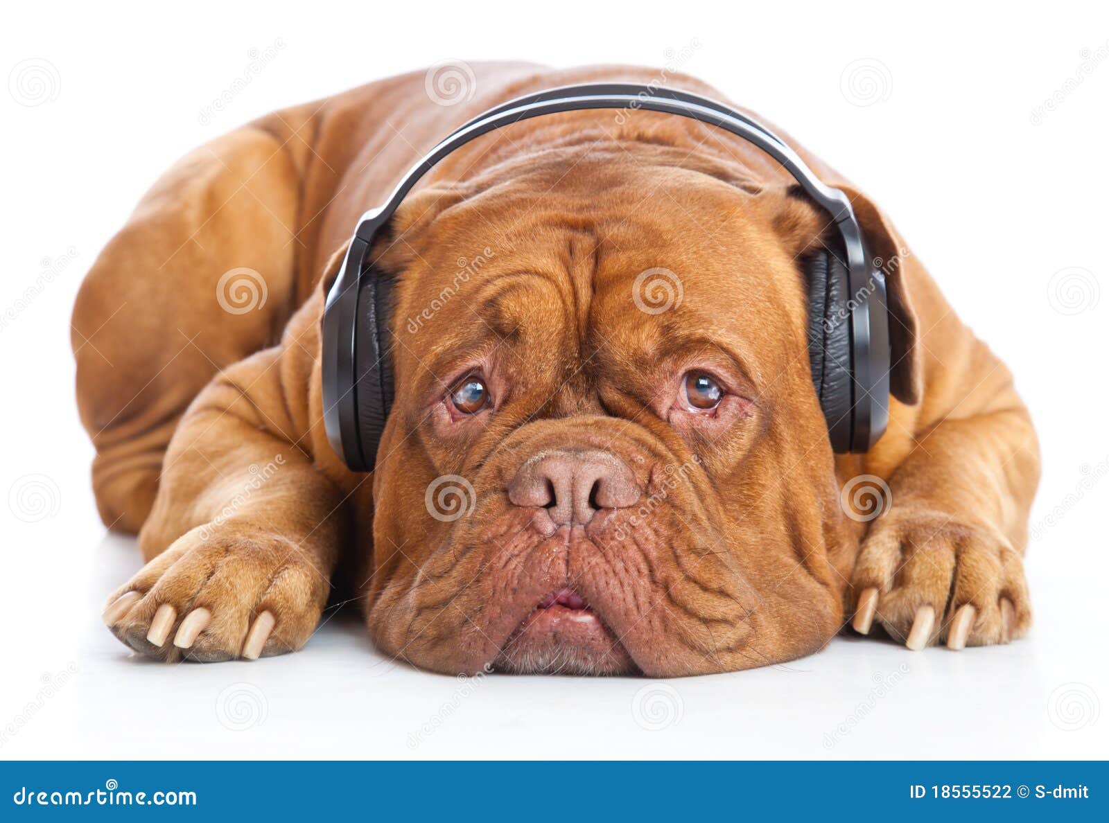 戴耳机的狗图片素材-编号30725330-图行天下