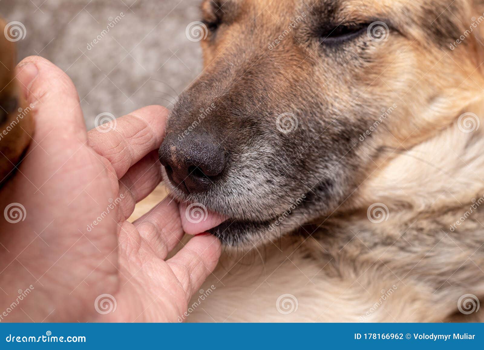 狗经常舔脚是因为爱干净吗？别想得太好，有可能是它生病了！