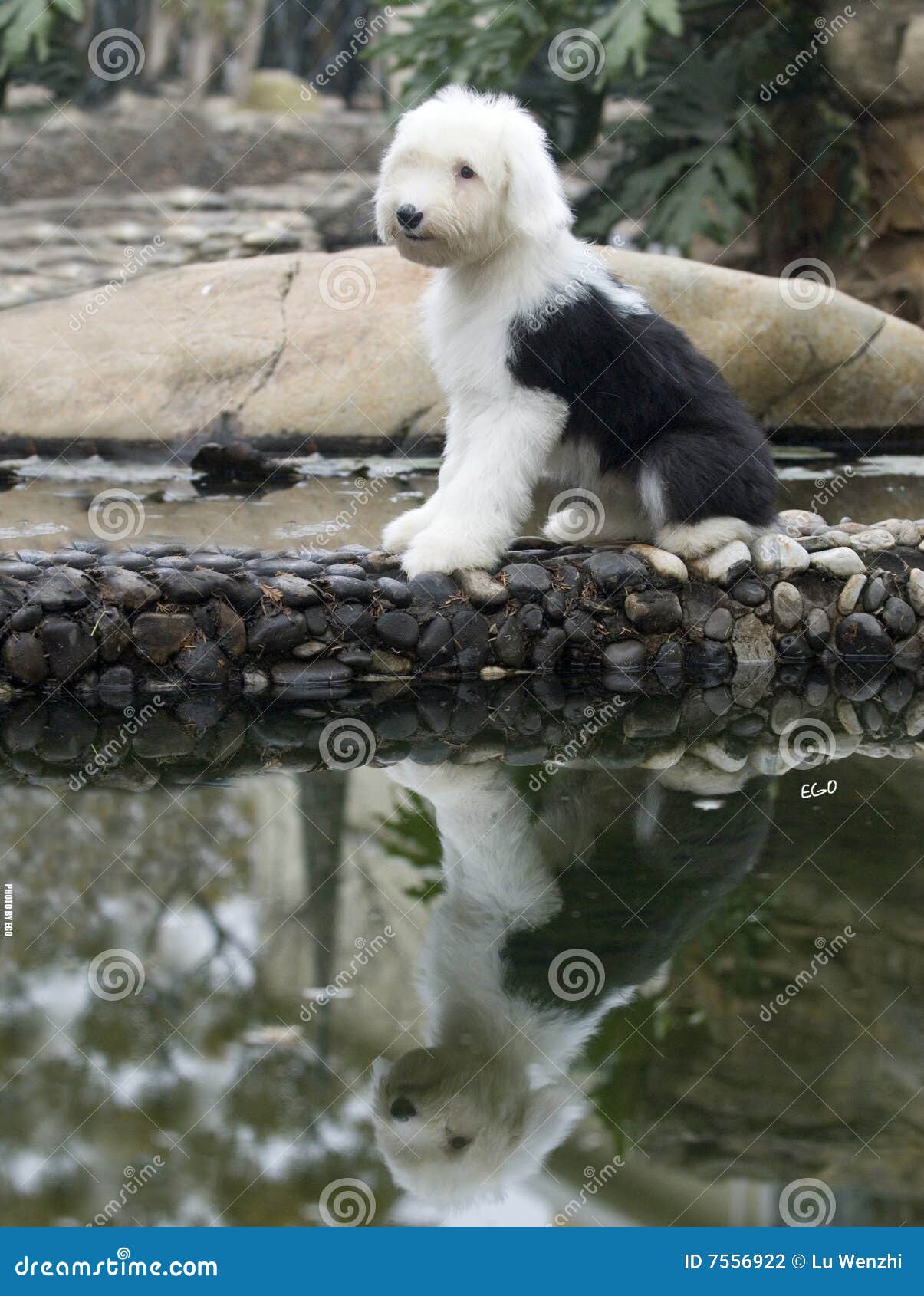 绵羊犬宠物狗狗贝林顿梗贝灵顿梗犬幼犬不掉毛中小型犬温柔安静_清怡阁520