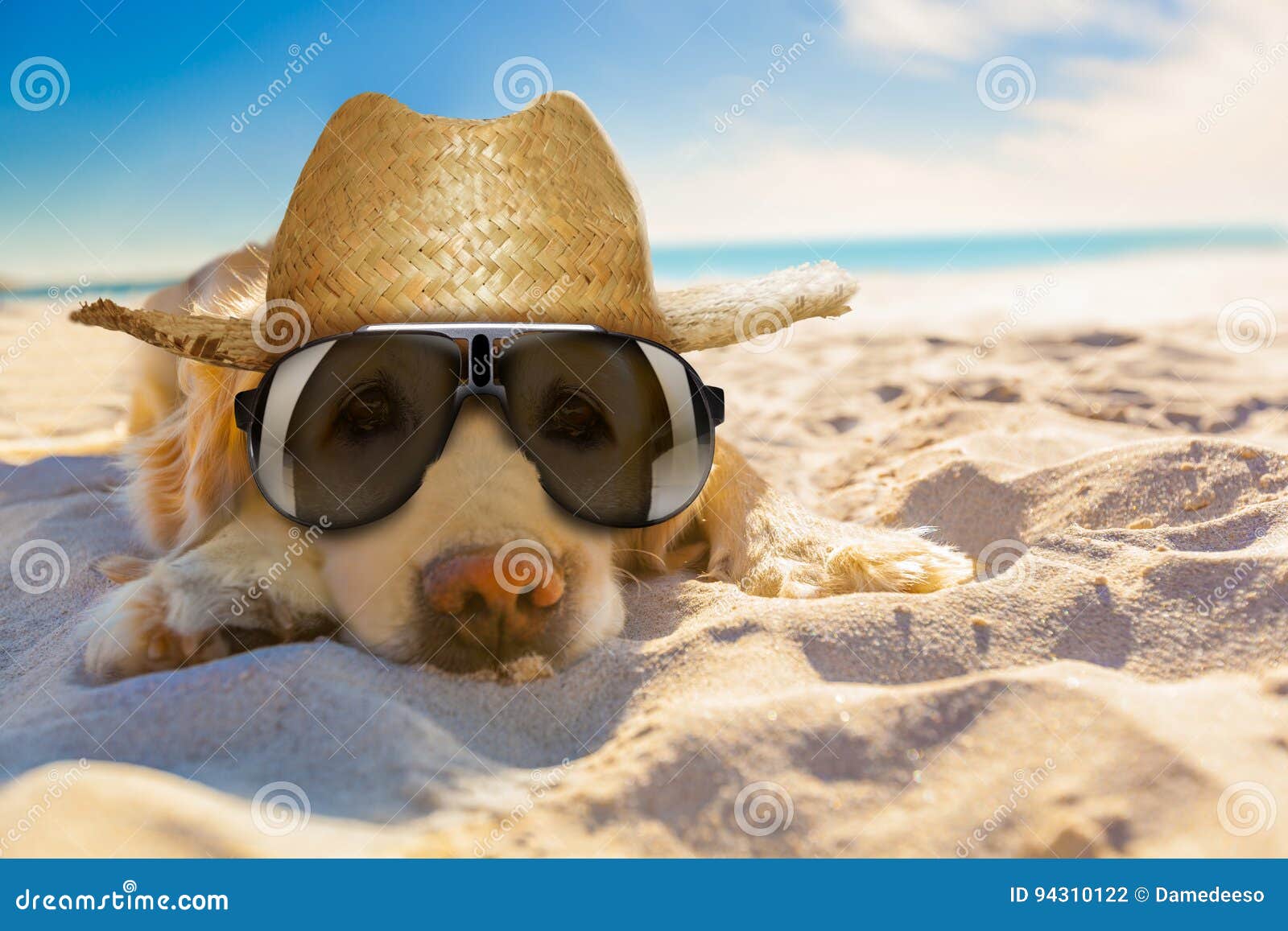 狗退休在海滩. 放松，休息或者睡觉在海滩，为了退休的金毛猎犬狗或者退休