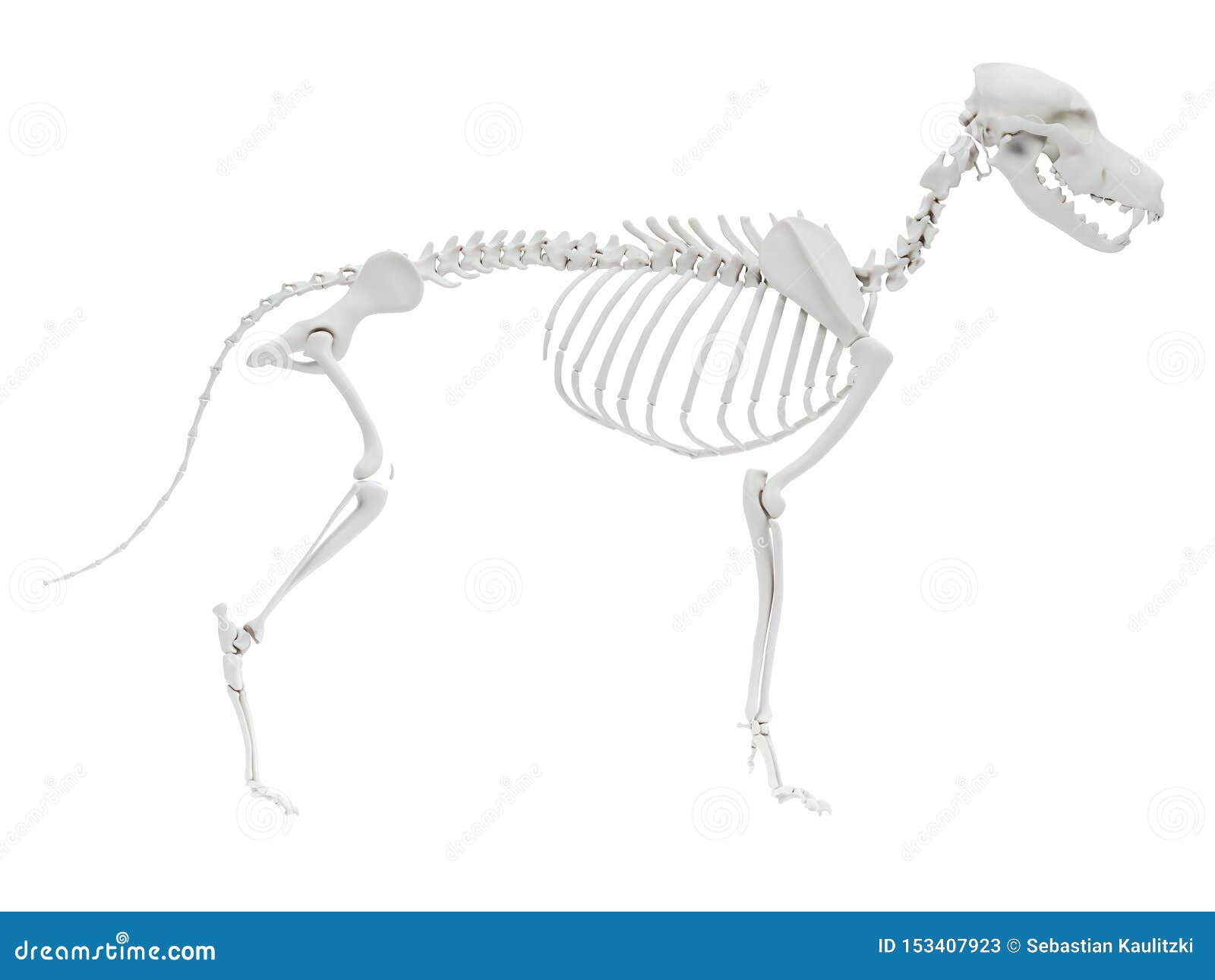 图书馆典藏的艺用动物解剖集PDF，制作动物模型的重要资料 - 犬的肌肉解剖图 - 实验室设备网