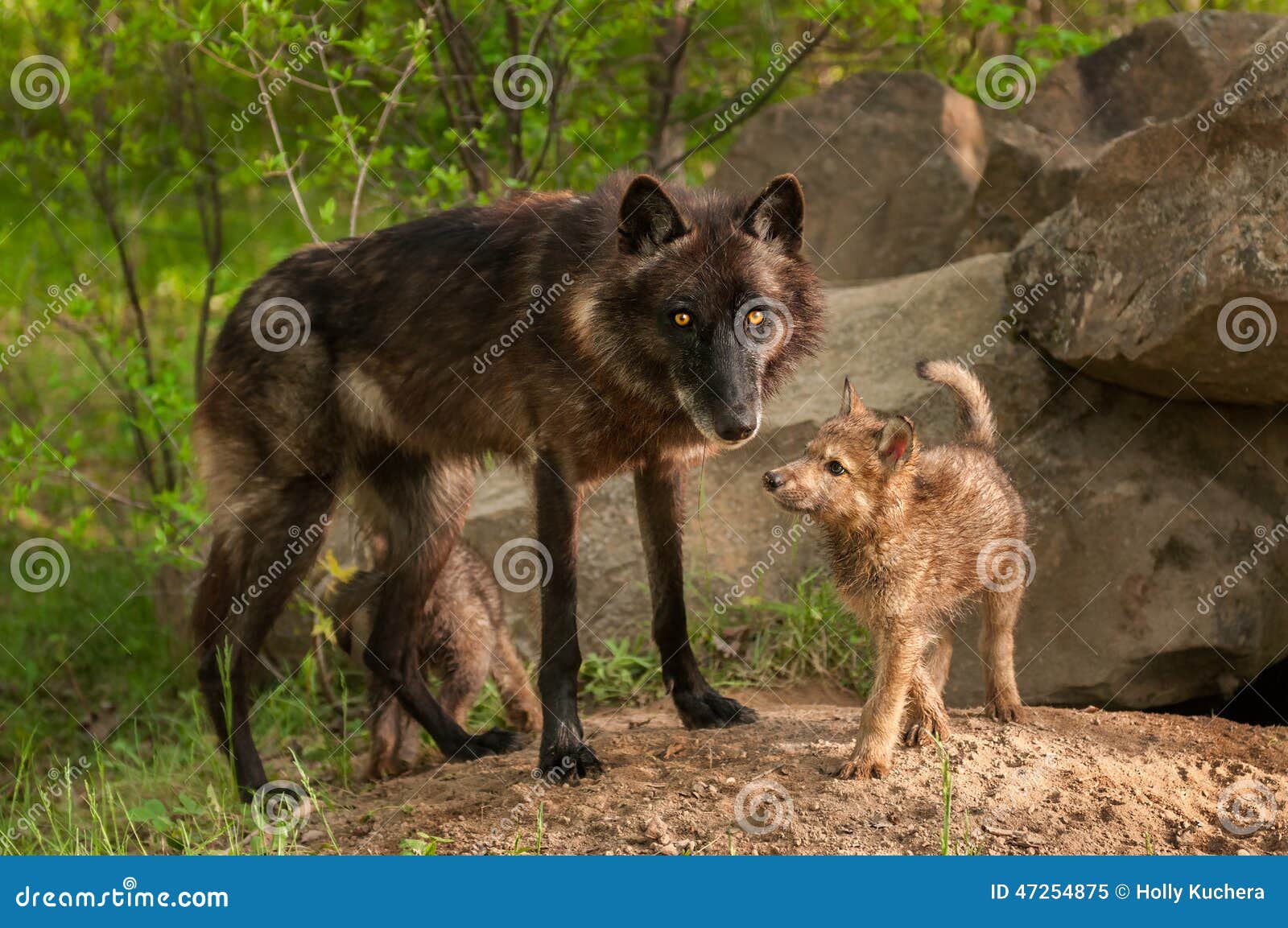 作为狼狗，“捷克狼犬”VS“昆明犬”，谁更厉害？_训练_主人_狗狗