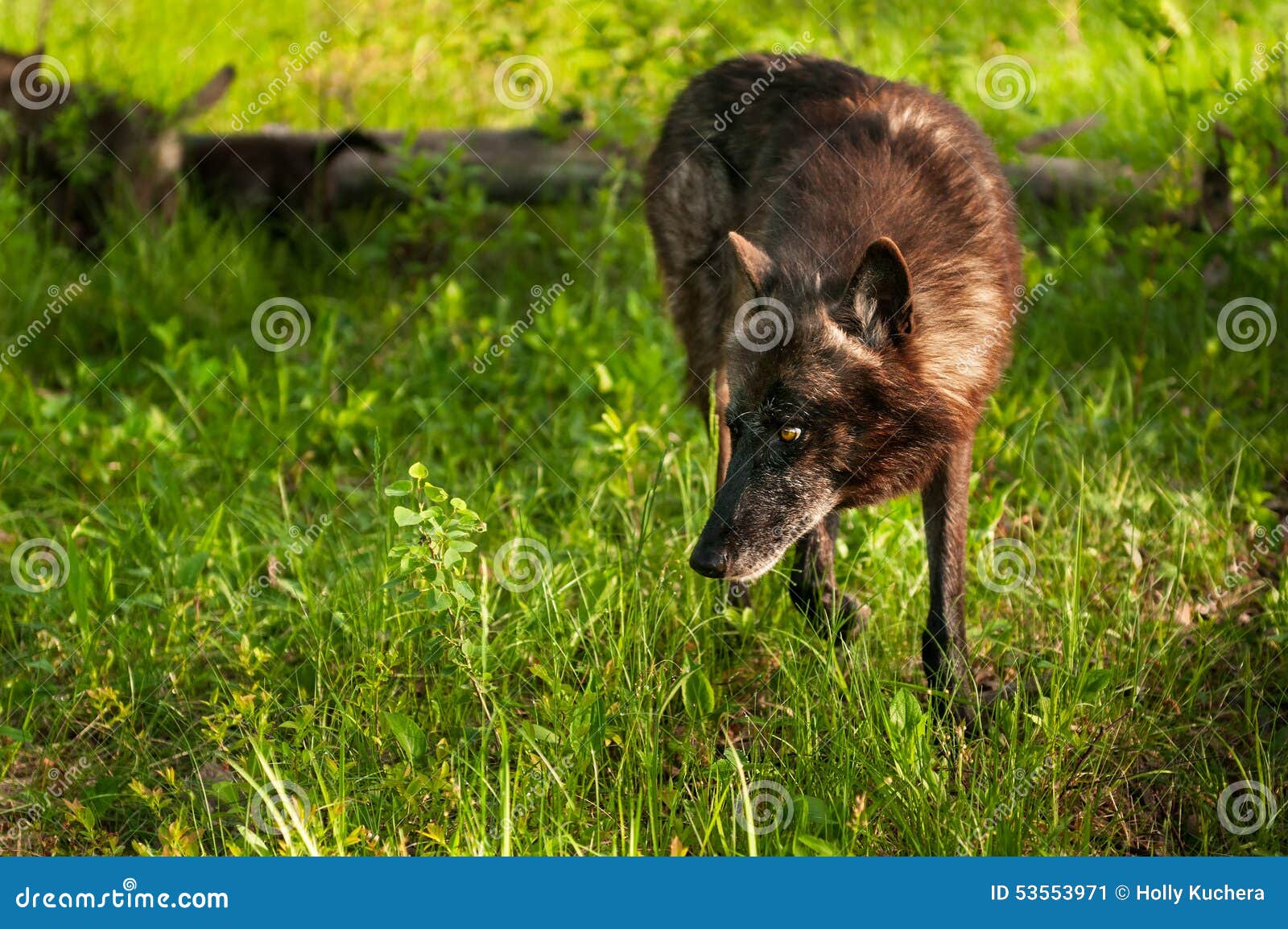 Black Timber Wolf