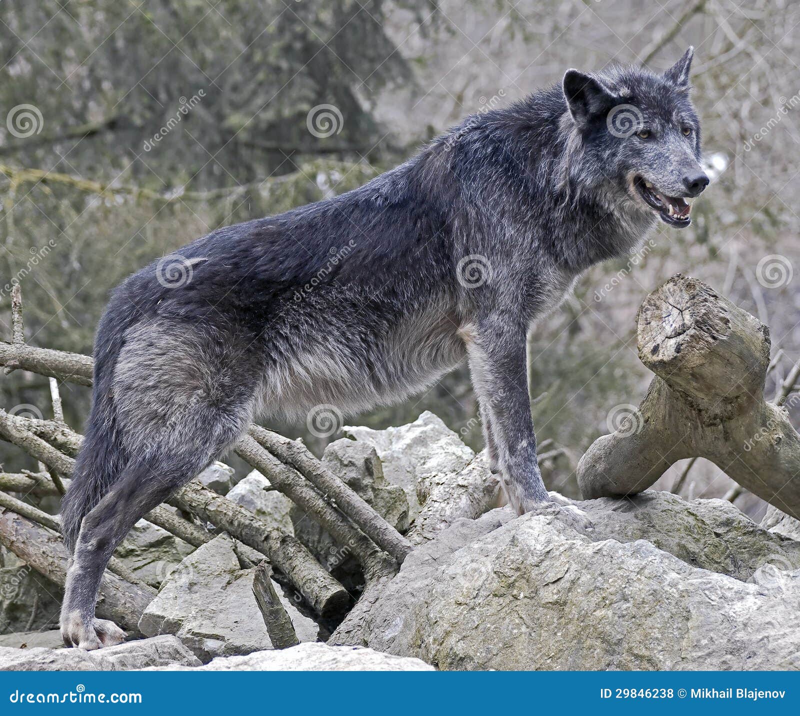 黑狼的特写 库存照片. 图片 包括有 猎人, 哺乳动物, 敌意, 危险, 狼疮, 本质, 似犬, 食肉动物 - 236458442