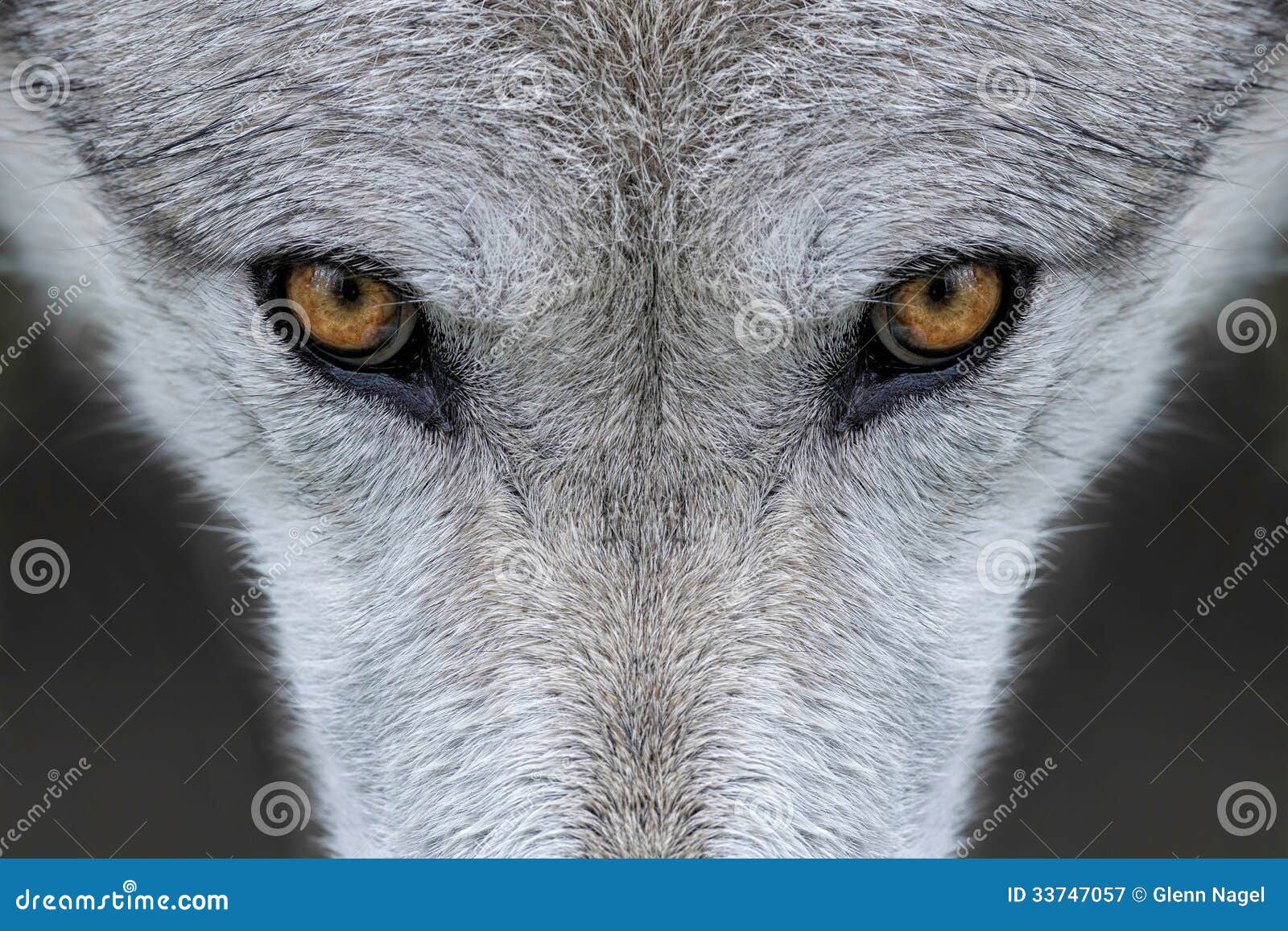 狼的眼睛壁纸,狼壁纸眼睛 - 伤感说说吧
