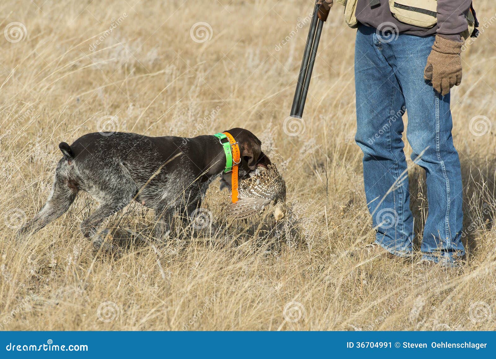 与猎枪枪的猎人在狩猎 寻找设备待售 山狩猎 库存照片. 图片 包括有 生存, 步枪, 冒险家, 森林, 季节 - 132648404
