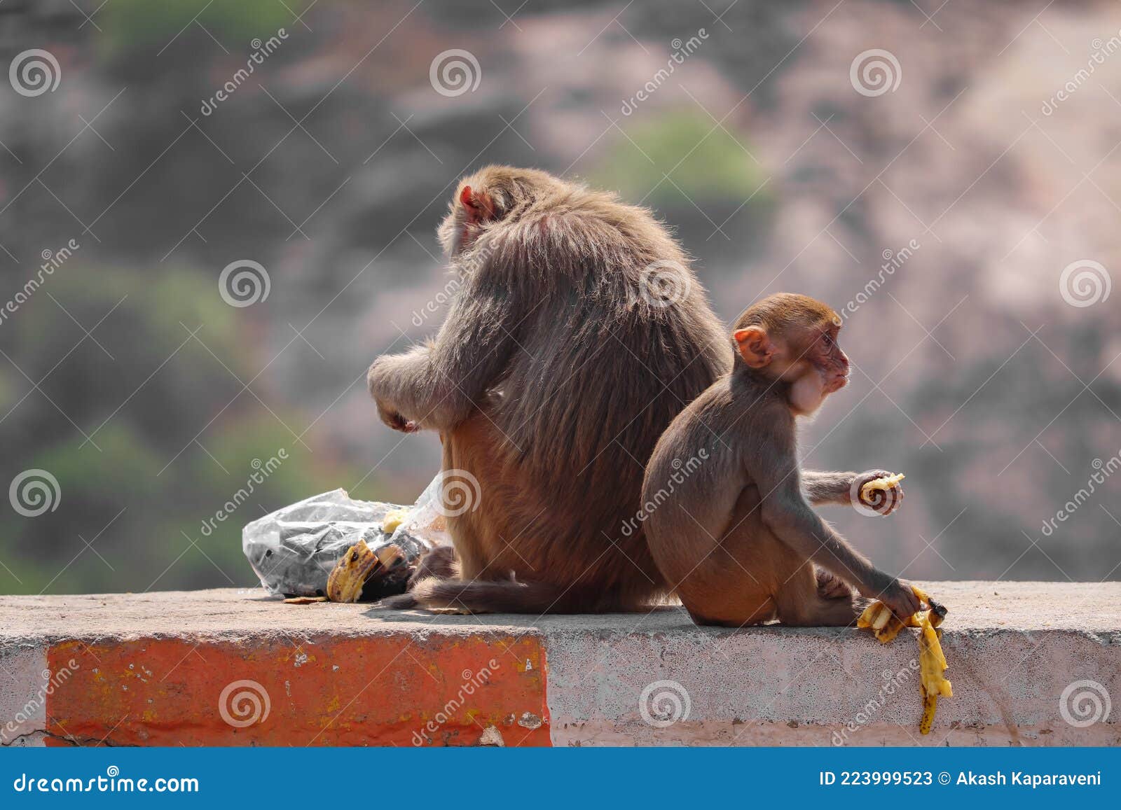 灵性母猴抱小猴到诊所求医 打完针自行安静出院 | 不吵不闹 | 新唐人中文电视台在线