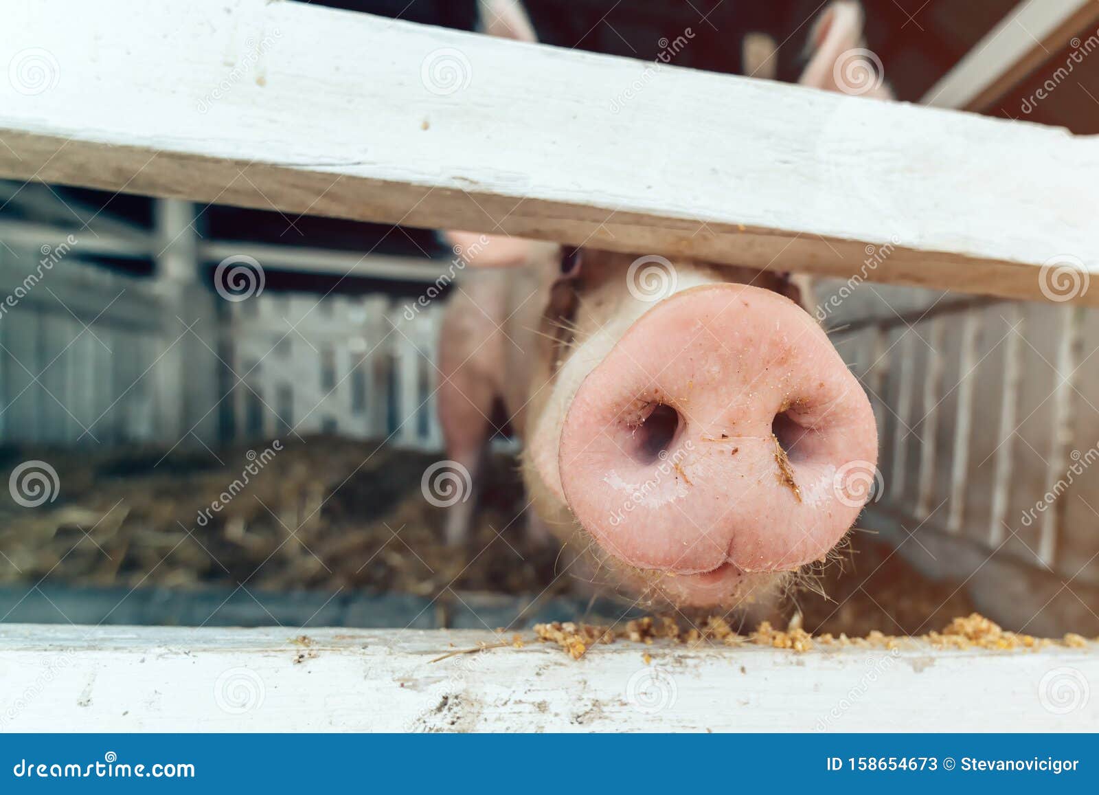 农场里的一只小猪。猪圈里的猪。照片摄影图片_ID:420412938-Veer图库