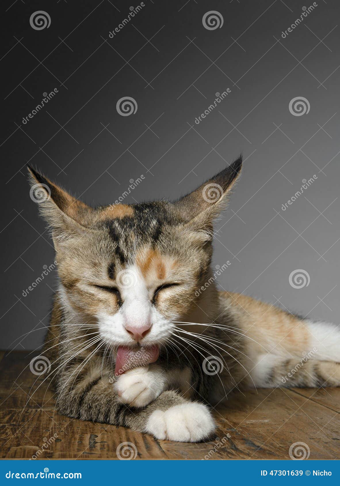 猫 舔爪子 猫科动物 - Pixabay上的免费照片