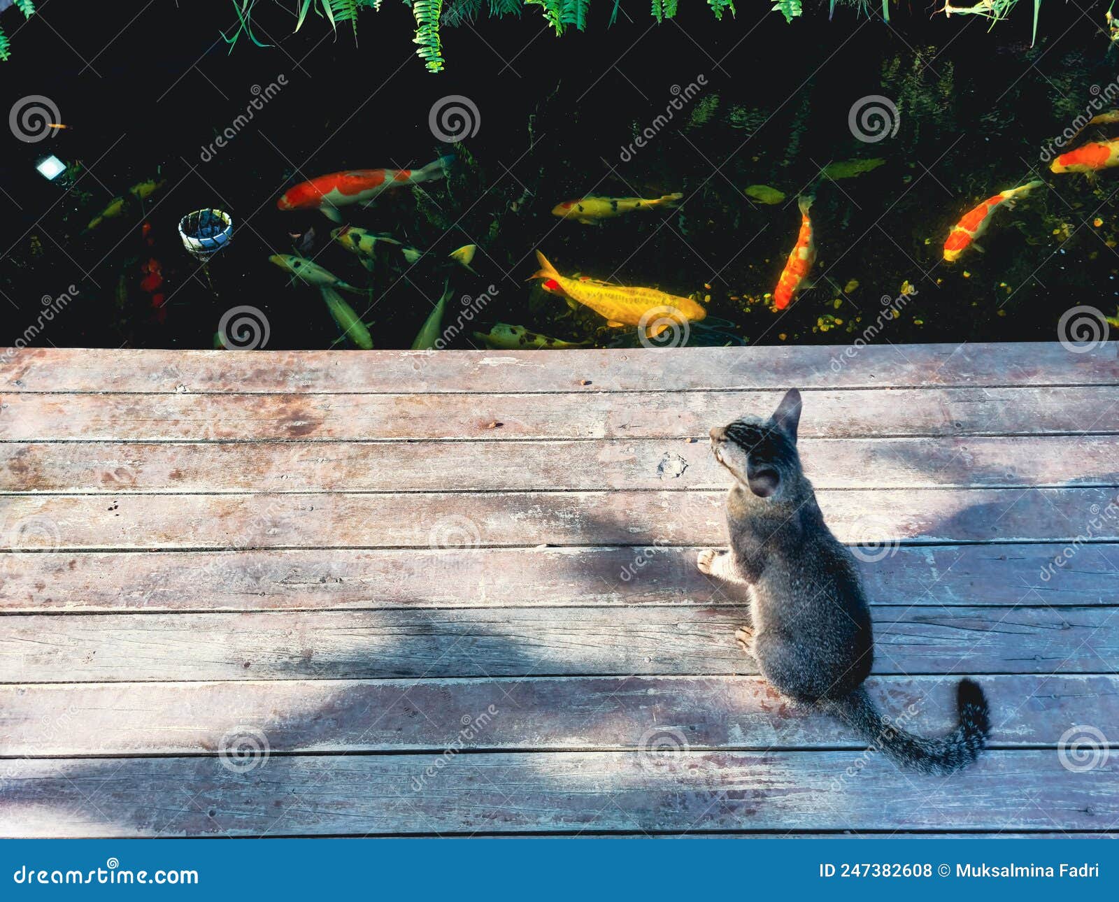 猫咪和鱼图片素材-编号25285562-图行天下