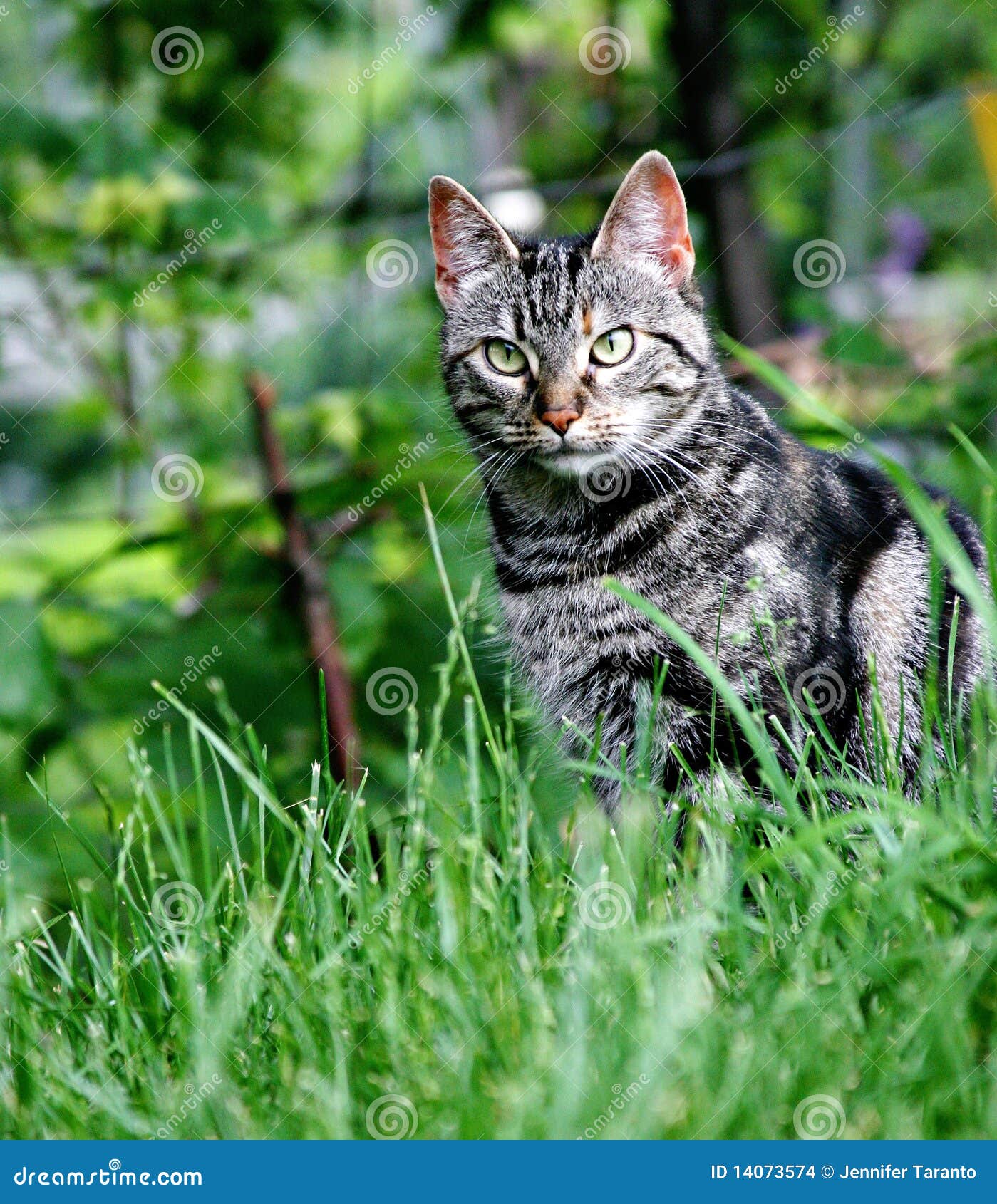 猫围场. 在银色平纹围场之外的猫