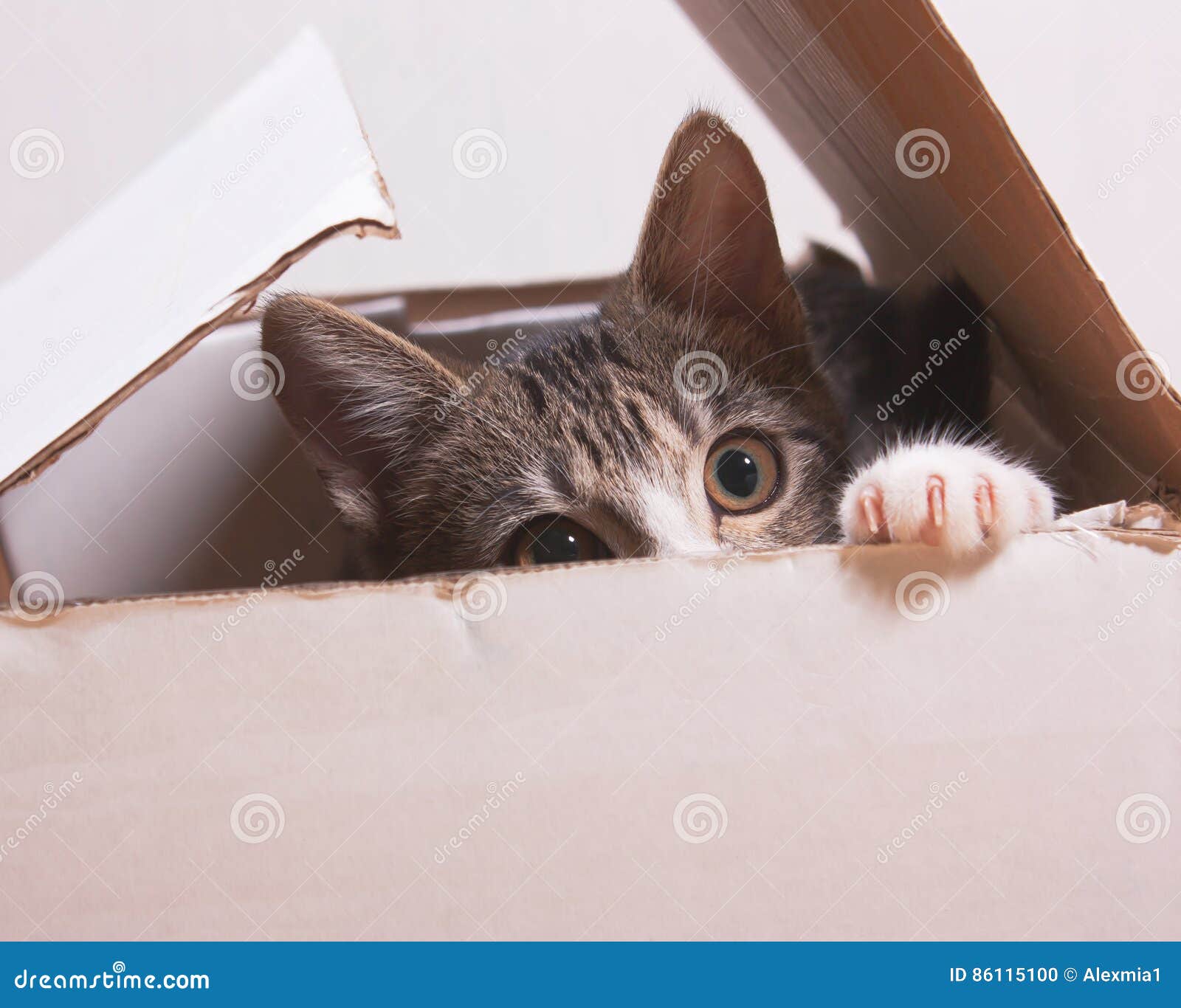 纸箱里的猫图片素材-编号33337795-图行天下