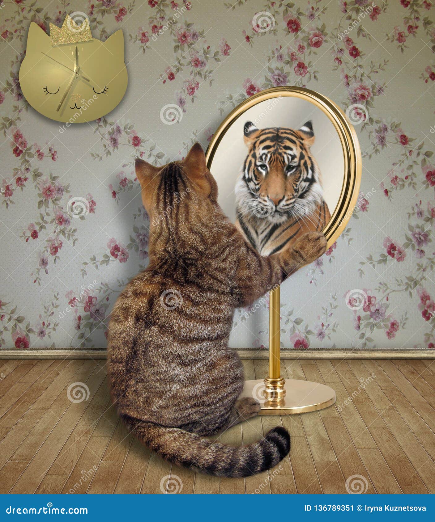 为什么猫会害怕照镜子？ - 知乎