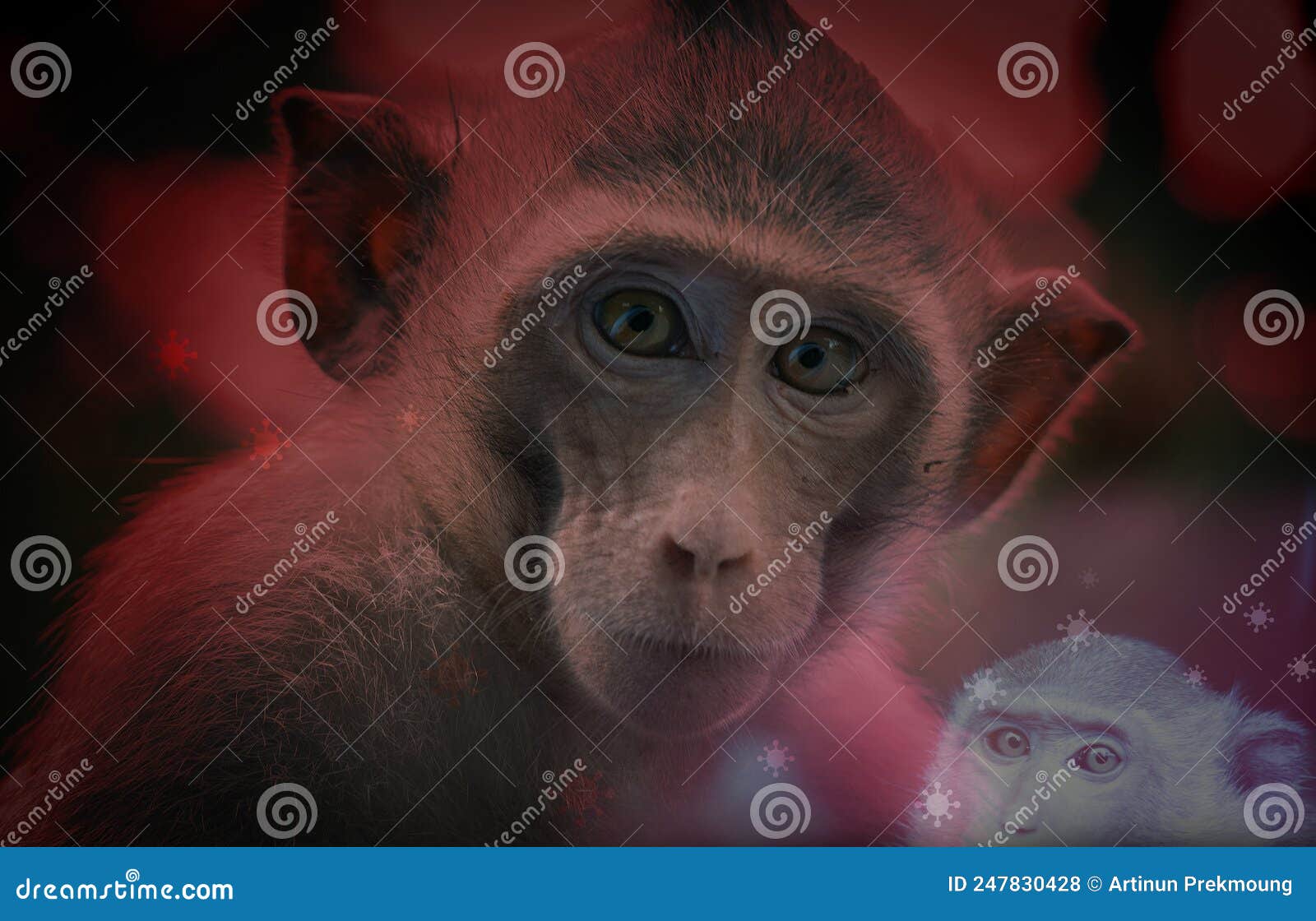 猴痘病毒海报，告知大流行和疾病的传播，人类病毒和猴子媒介图片插图插画图片素材_ID:427926261-Veer图库