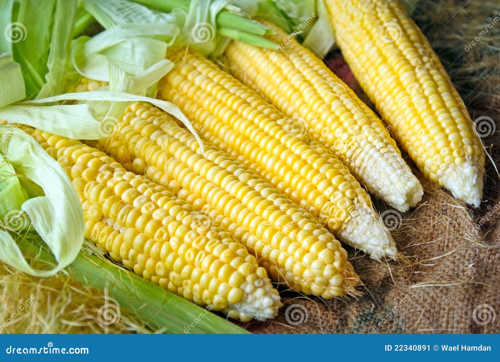 我国玉米的生产发展前景如何？ - 农业百科