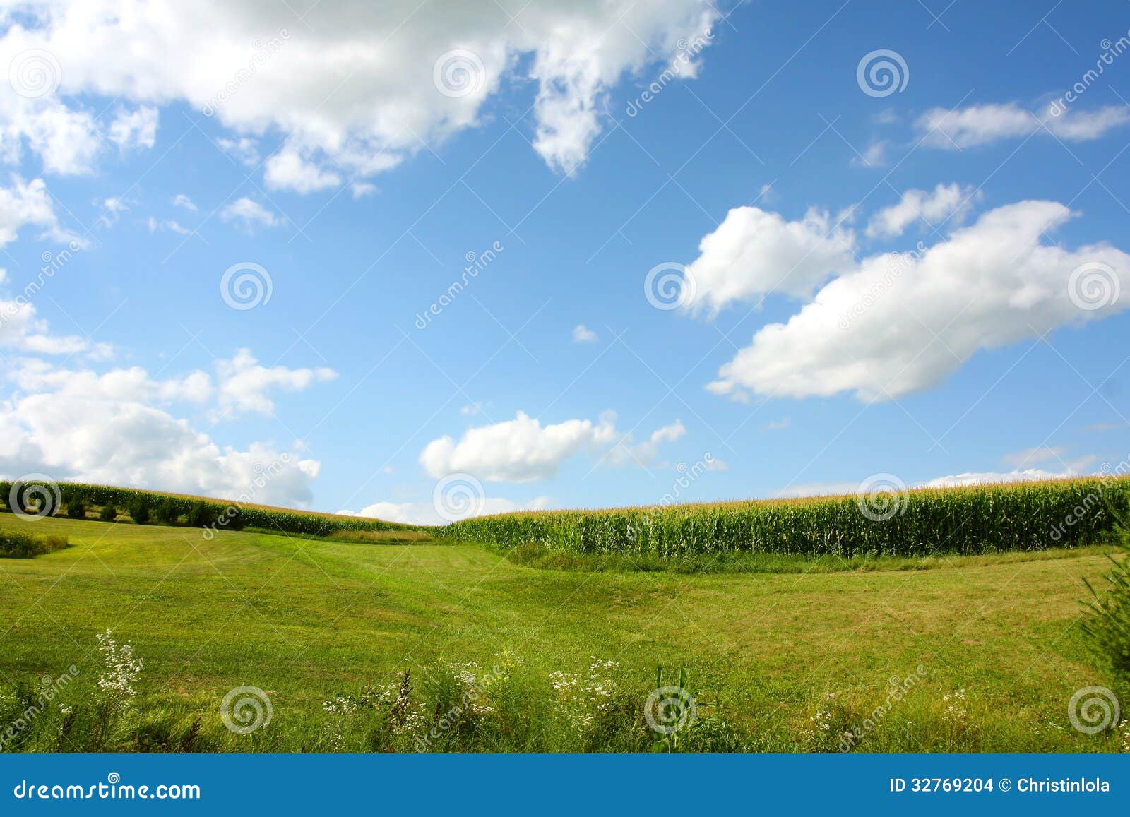 玉米田风景. 玉米田在美丽的蓝色夏天天空前面的象草的小山延长，与在前景的野花。