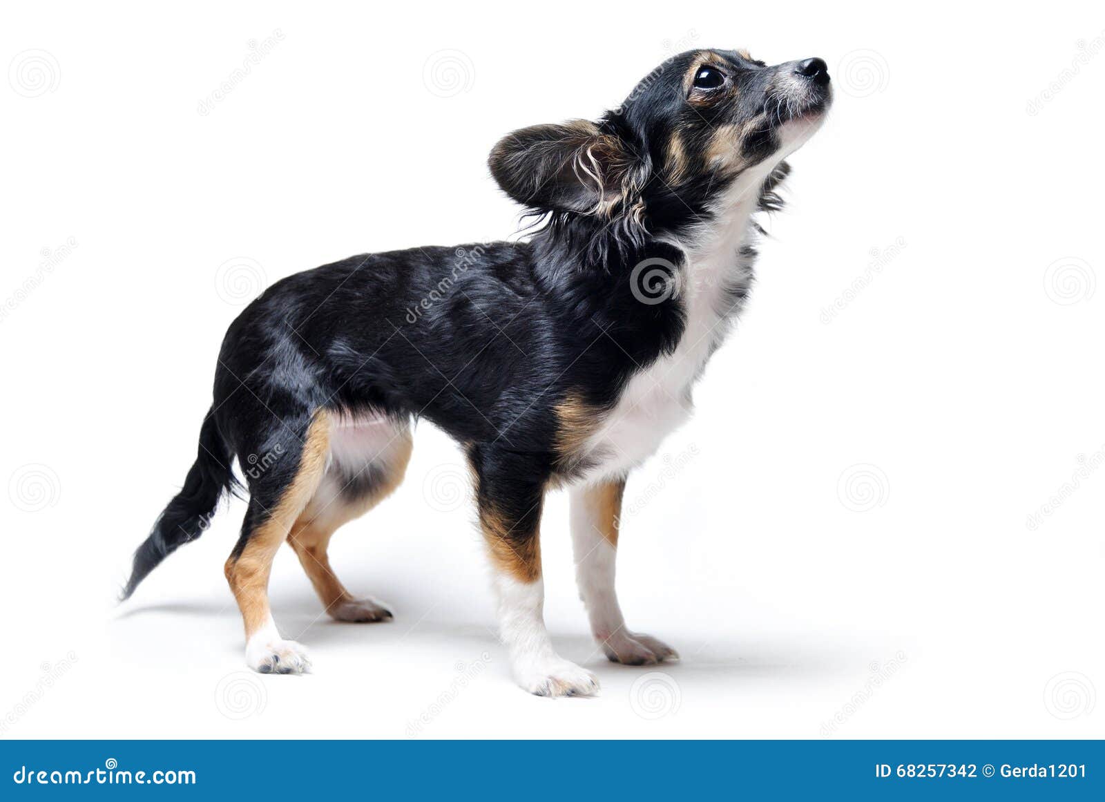 小狗多戈站立在草的Argentino 正面图 库存照片. 图片 包括有 敬慕, 关系, 肌肉, 友谊, 阿根廷 - 115638928