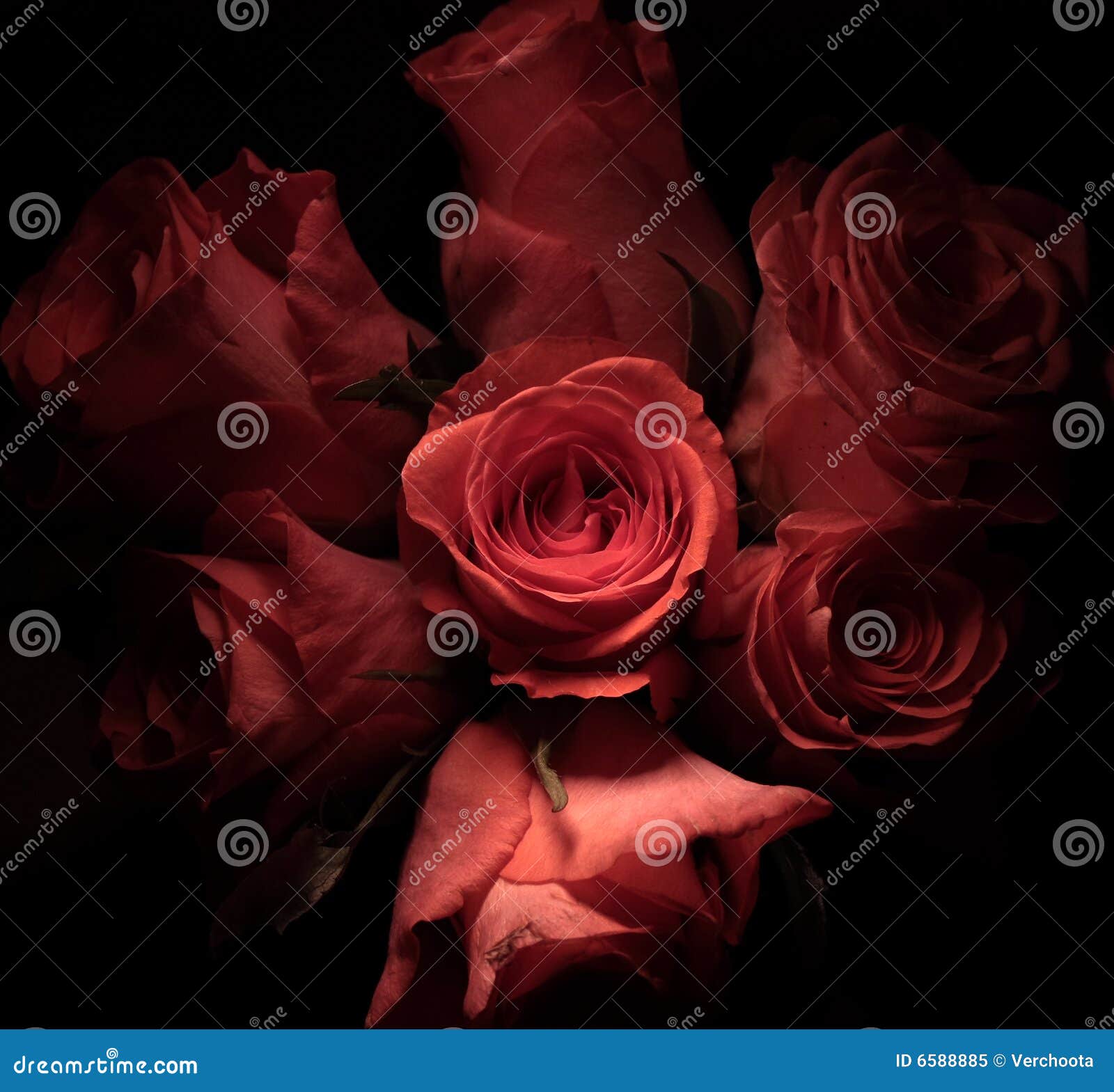 壁纸 粉红色的玫瑰，花，黑色背景 2880x1800 HD 高清壁纸, 图片, 照片