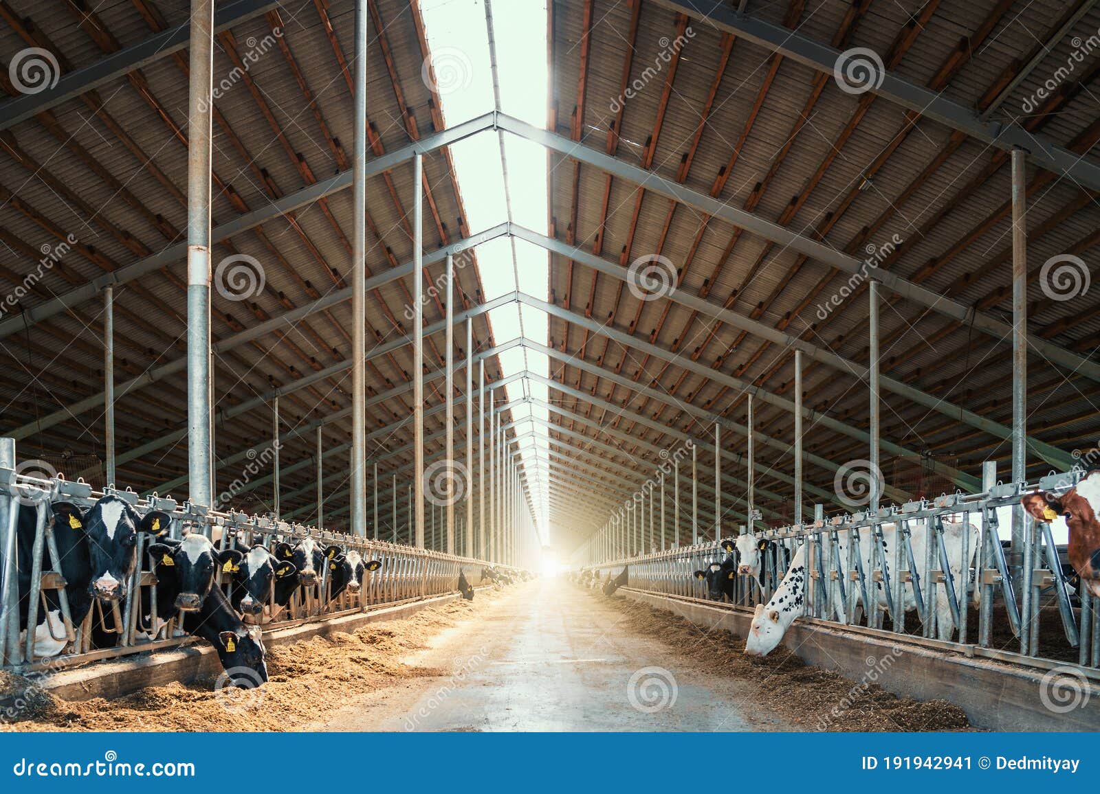 有奶牛群的现代室外牛棚高清摄影大图-千库网
