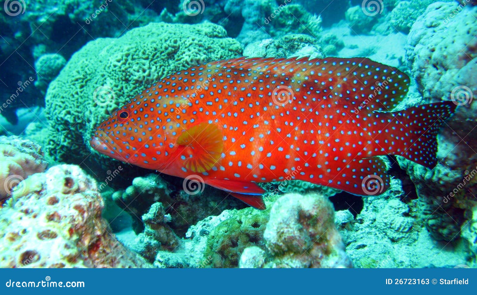 Free Images : sea, water, diving, yellow, coral reef, egypt, aquarium ...