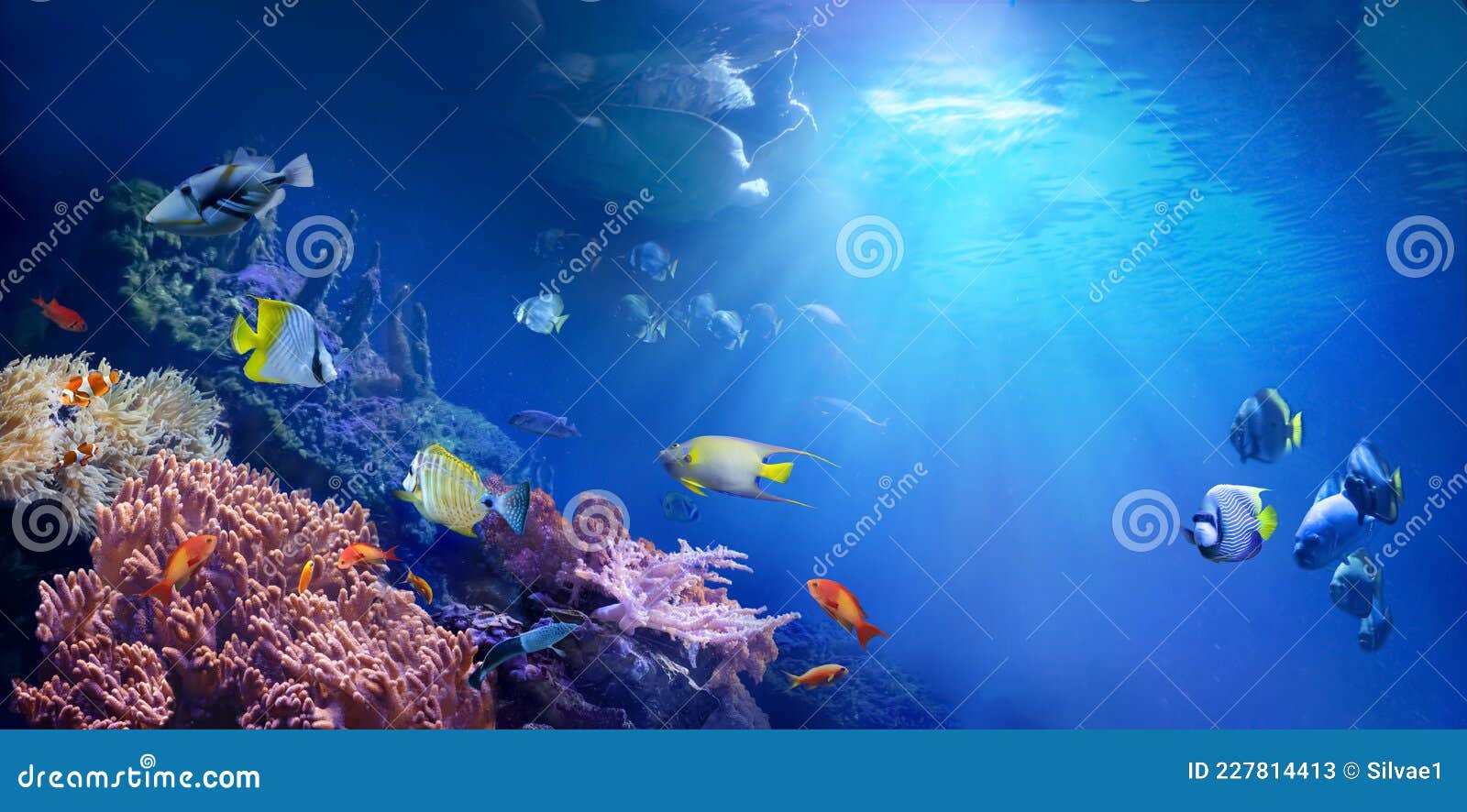 色彩斑斓的热带鱼插画图片素材_ID:347435046-Veer图库