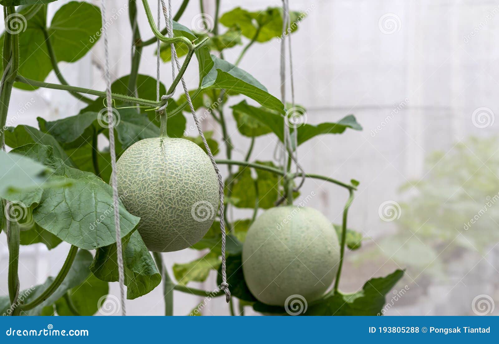 甜瓜生长在温室里. 瓜子是冬瓜科植物中一种大圆形的甜肉 库存图片 - 图片 包括有 金瓜, 庭院: 192994567