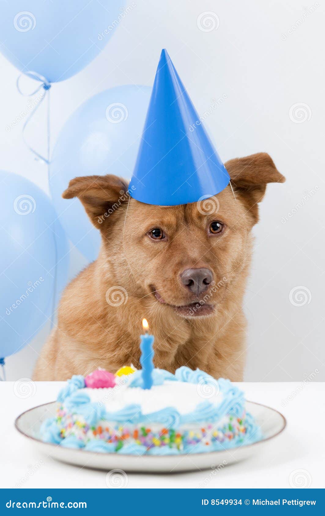 狗狗宠物过生日，一家人母子把喜庆的帽子戴在狗狗头上祝贺生日照片摄影图片_ID:433371155-Veer图库