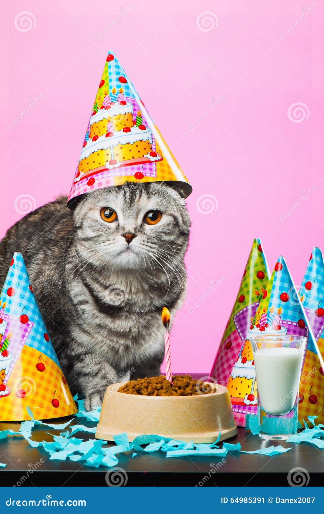 生日猫 库存图片. 图片 包括有 盖帽, 空白, 背包, 小猫, 几年, 全部赌注, 似猫, 纯血统, 生日 - 64985353