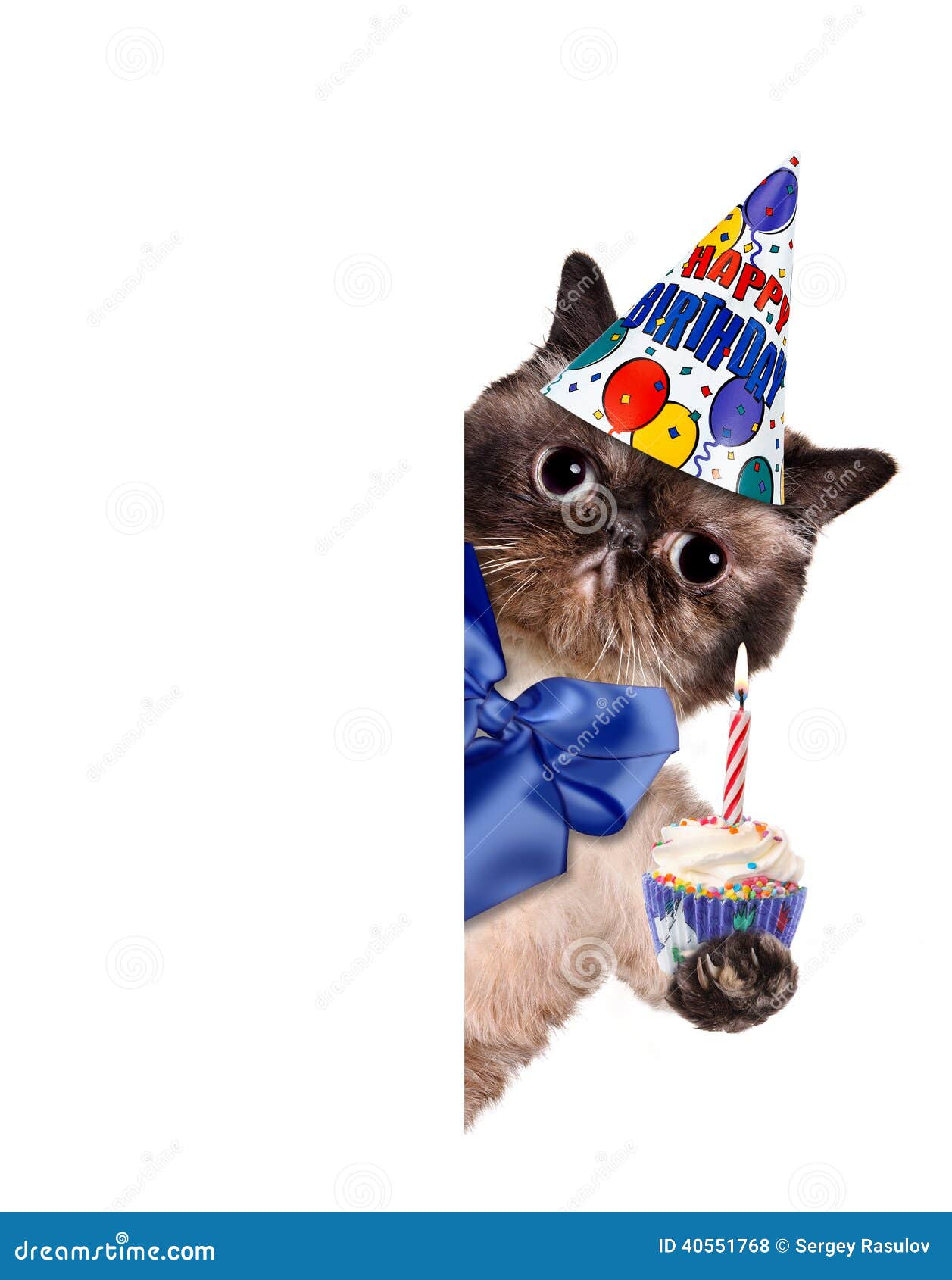 大家都是怎么给猫过生日的？我们吃的生日蛋糕不能给猫吃的原因 - 知乎