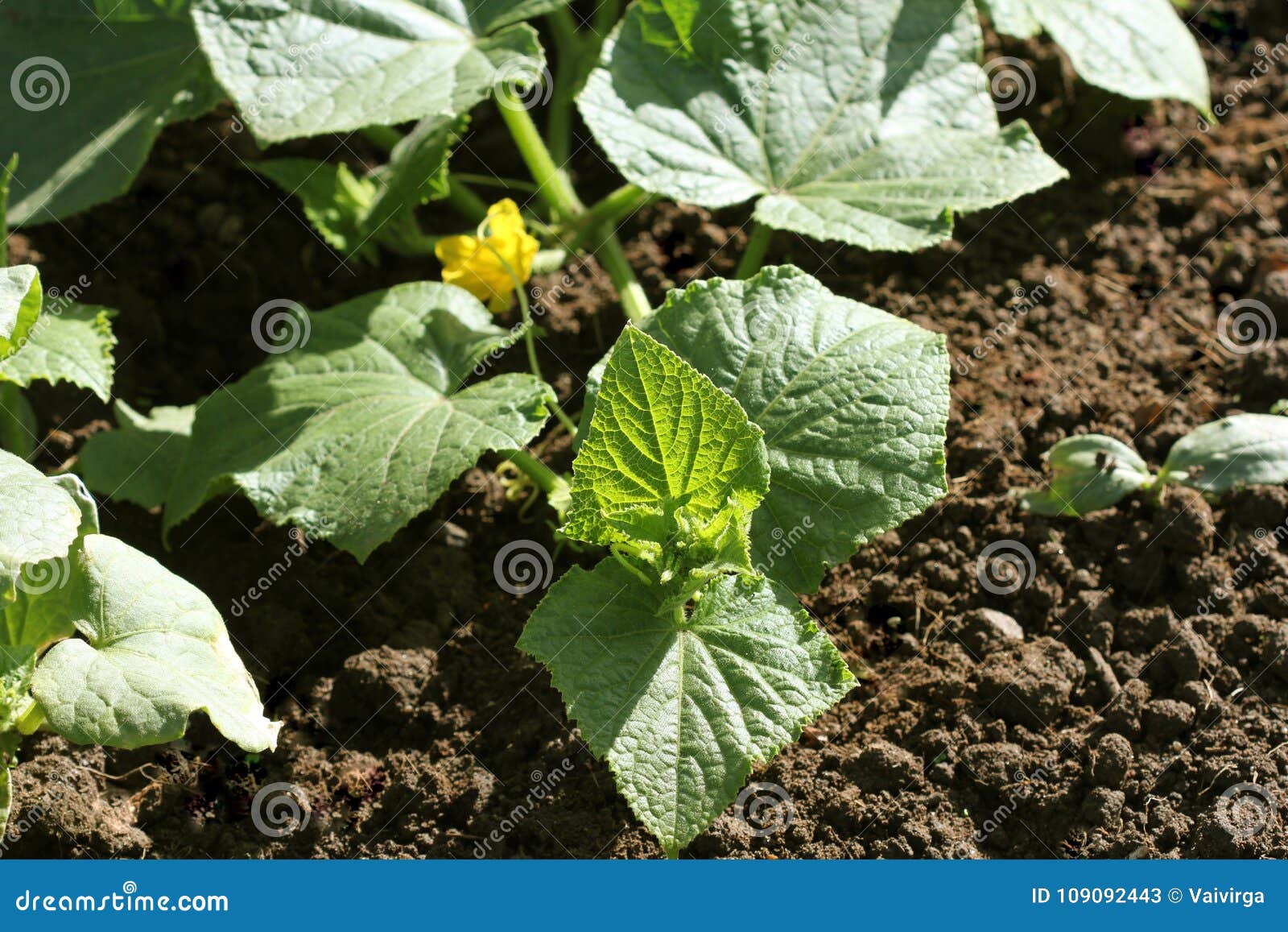 黄瓜-黄石植物-图片